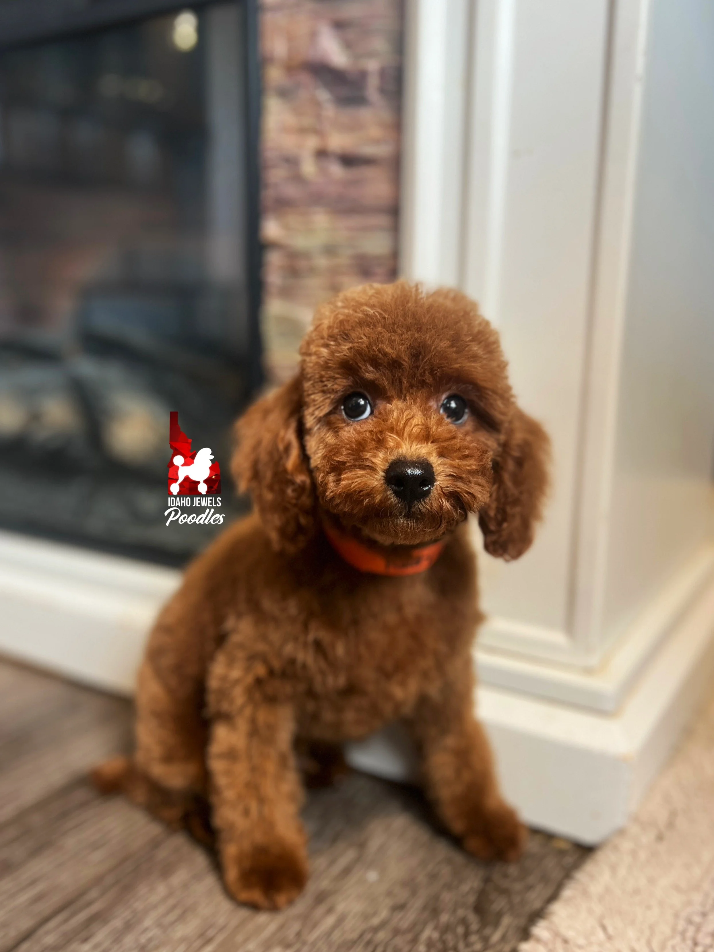 Rudy, Red Mini Poodle Boy ~ Breeder or Pet