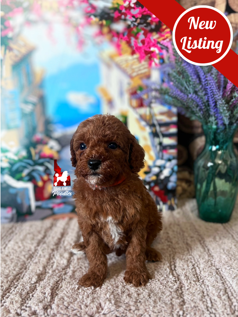 Hudson, Red with White Markings Mini Poodle Boy~ Breeder or Pet