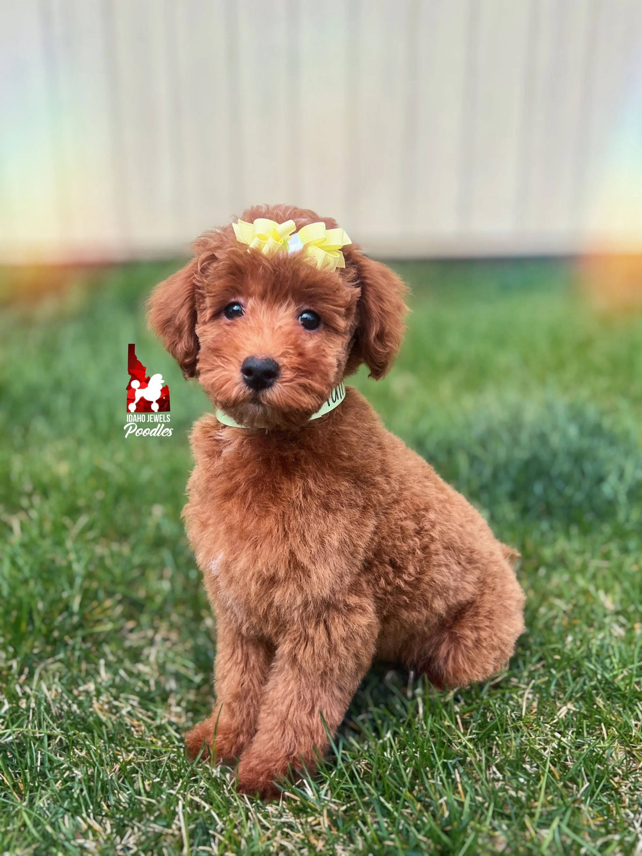 Tally - 12 wks (2).JPG