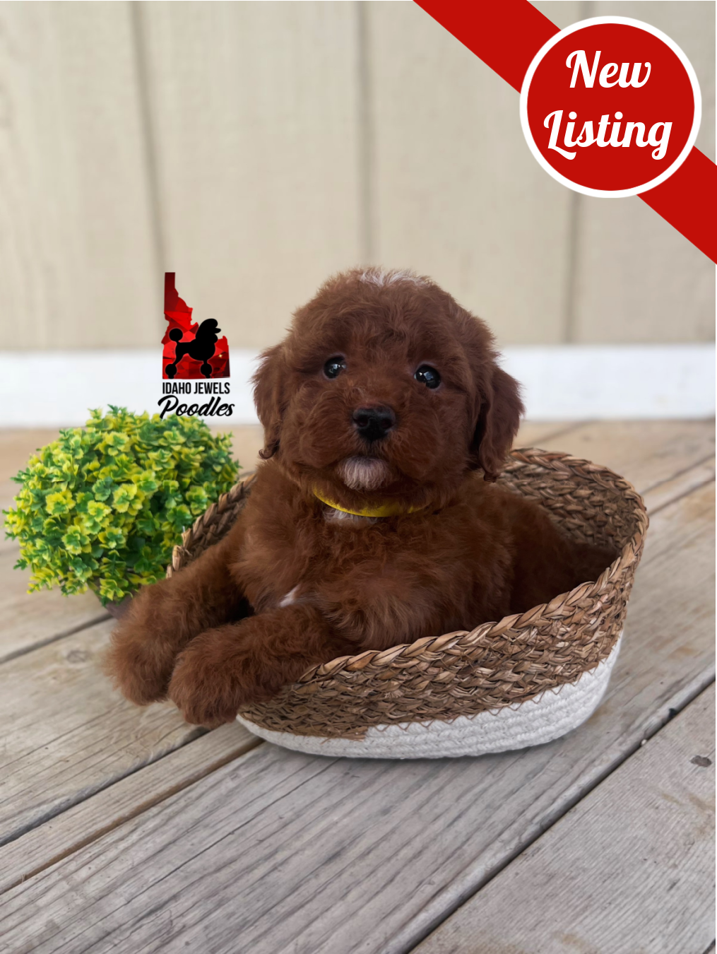 Pluto, Red w/White Markings Mini Poodle Boy~ Breeder *Clear* or Pet