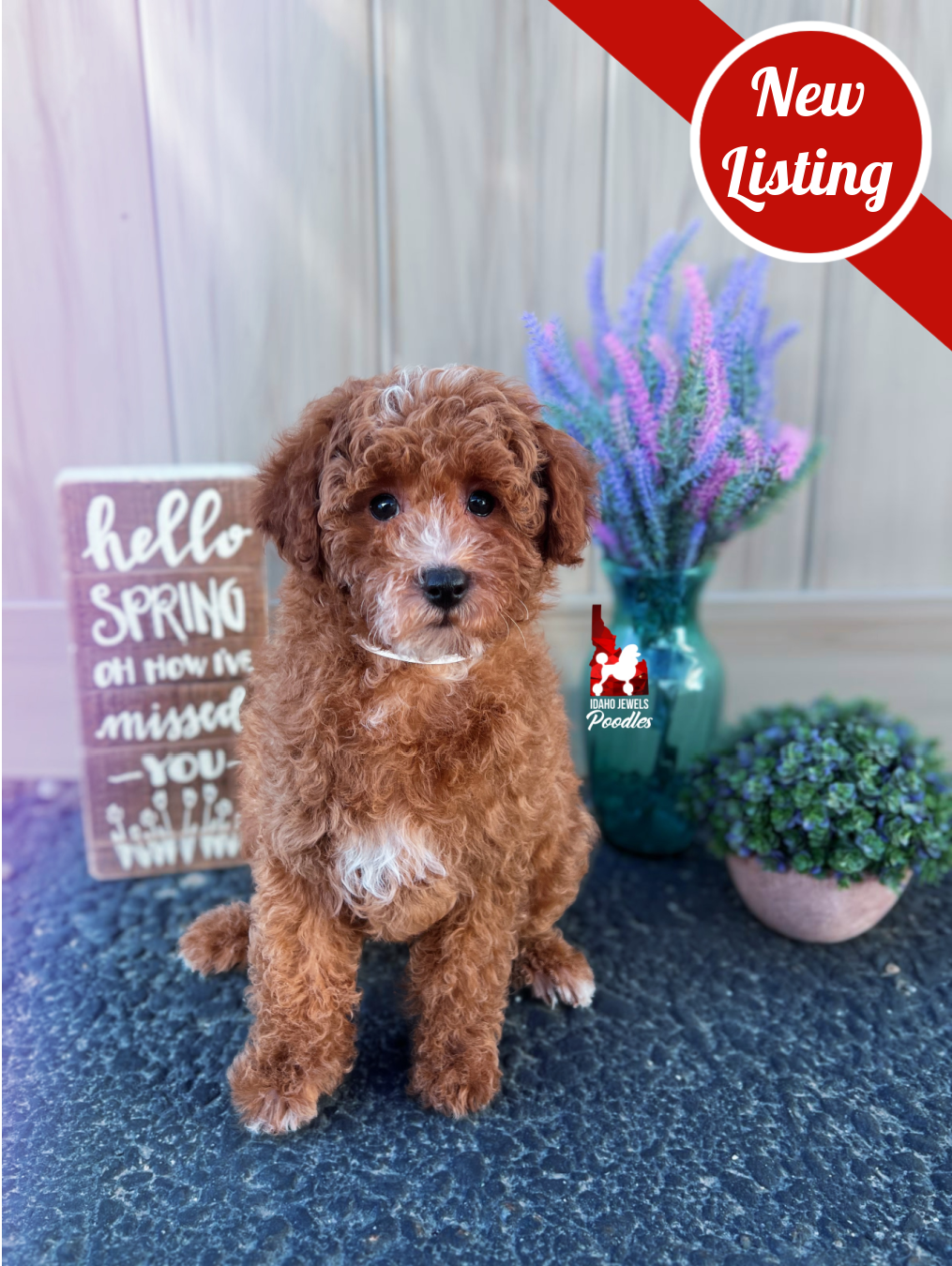 Flash, Red w/ White Mini Poodle Boy~ Pet