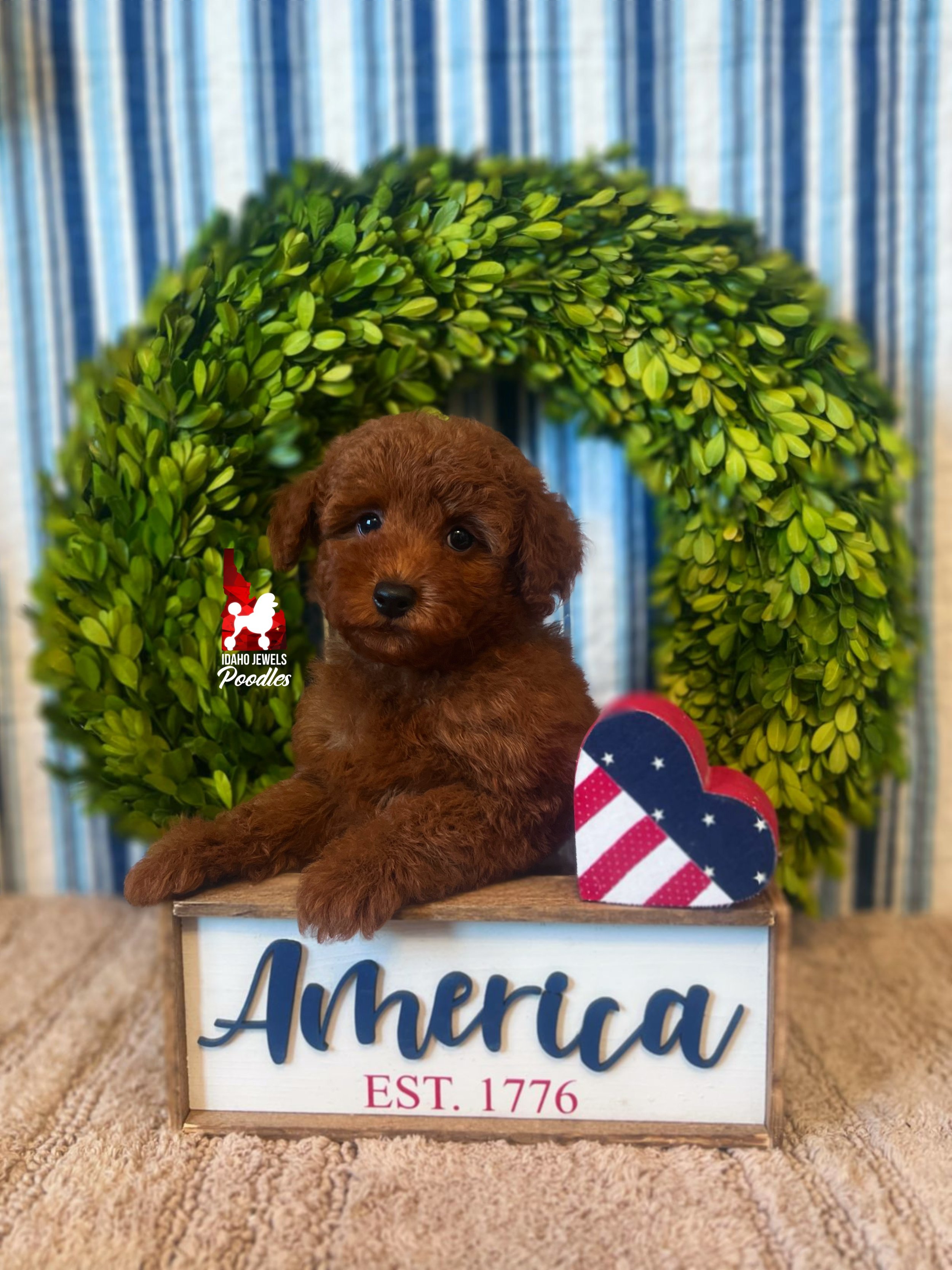 Asher, Dark Red Mini Poodle Boy ~ Breeder or Pet
