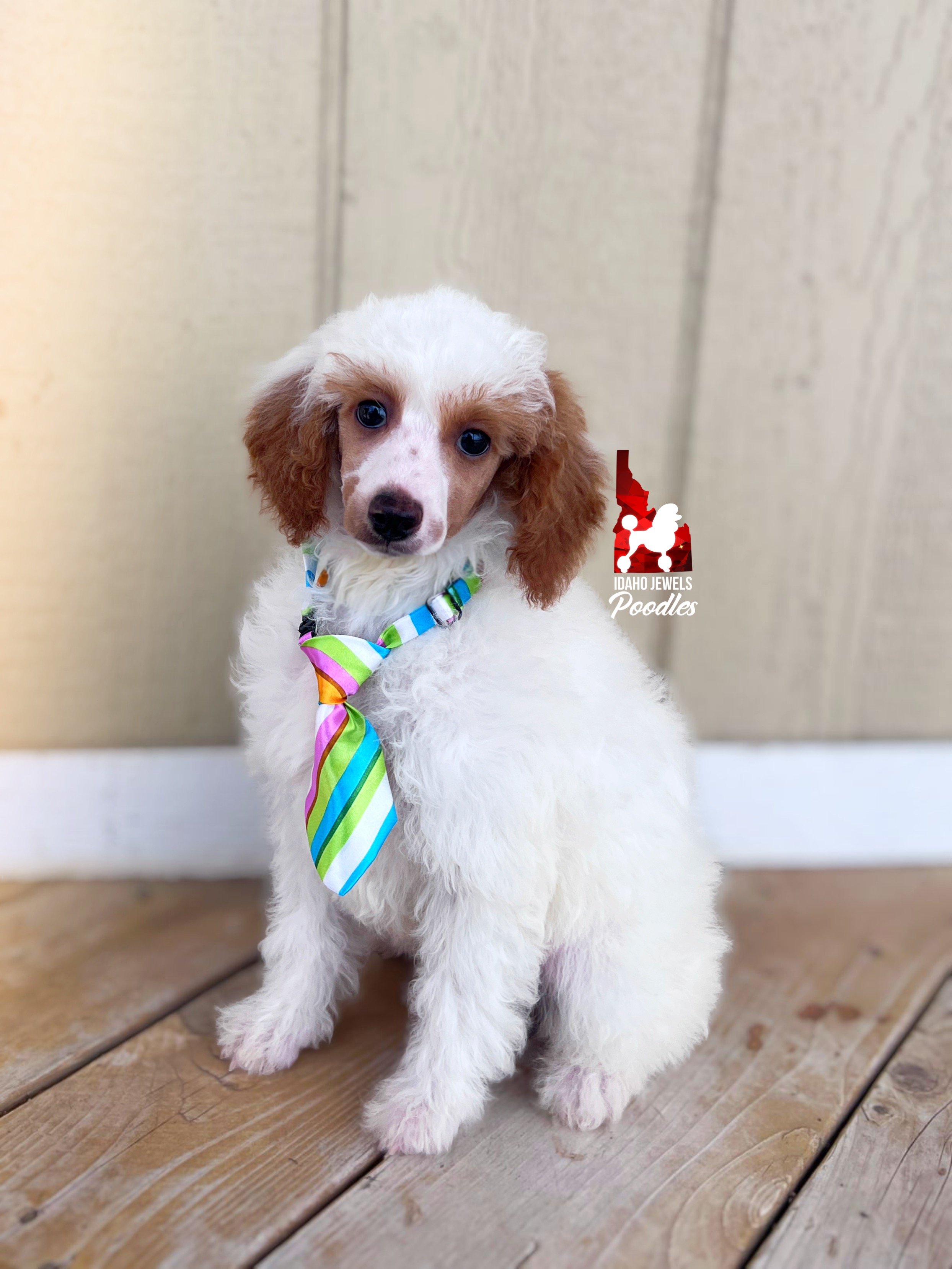 Pongo - 10 wks-2.jpg