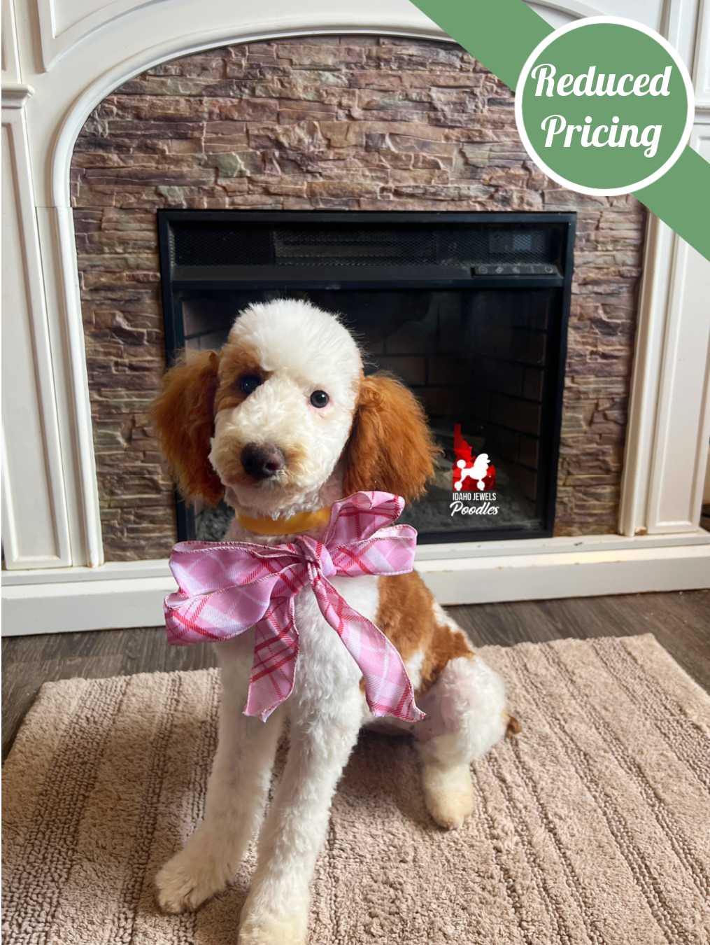 Fairytale, Red Parti Small Moyen-Sized Girl ~ Breeder or Pet