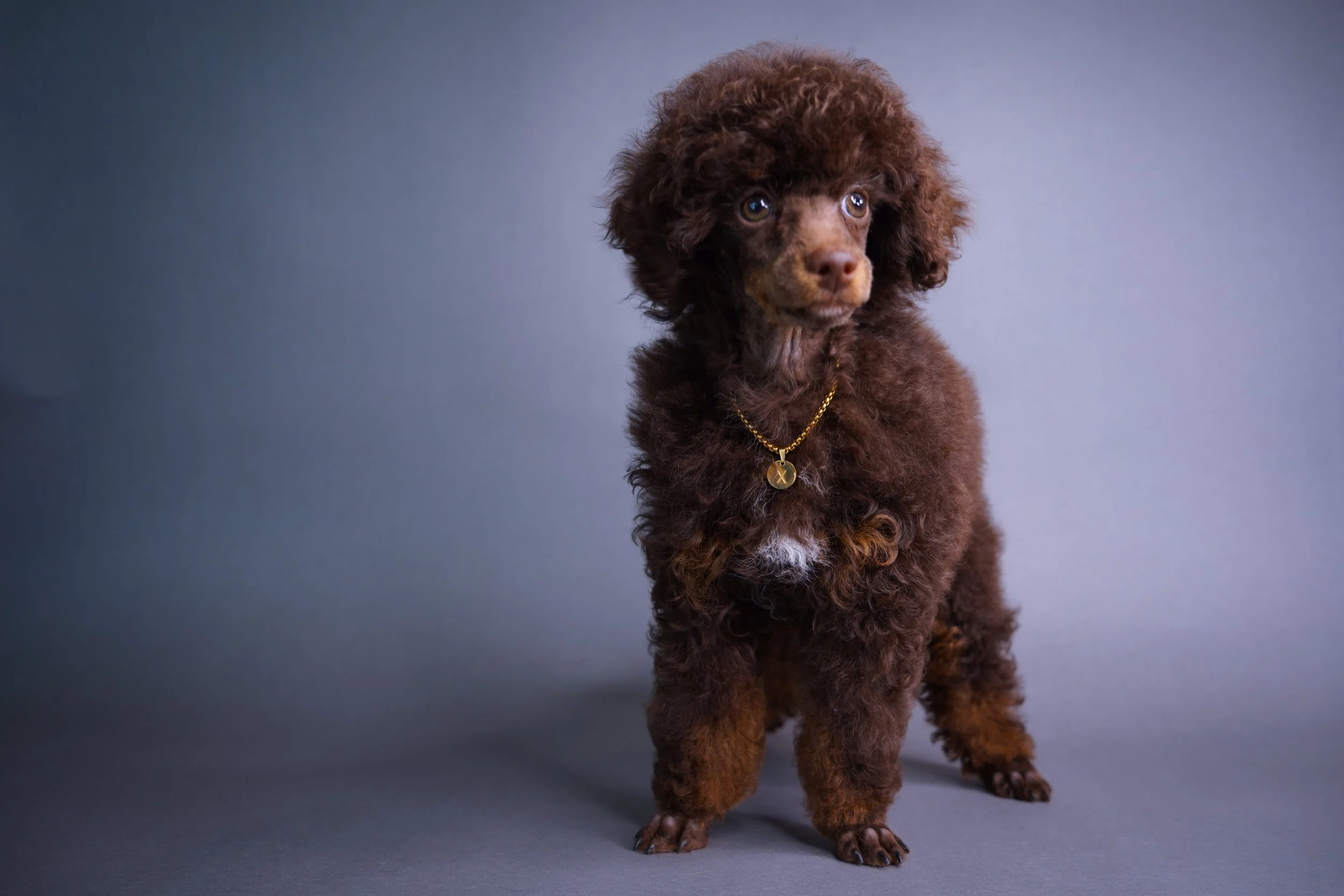 Ivy pka Nyla from Nova.Twix S25 Litter.jpeg