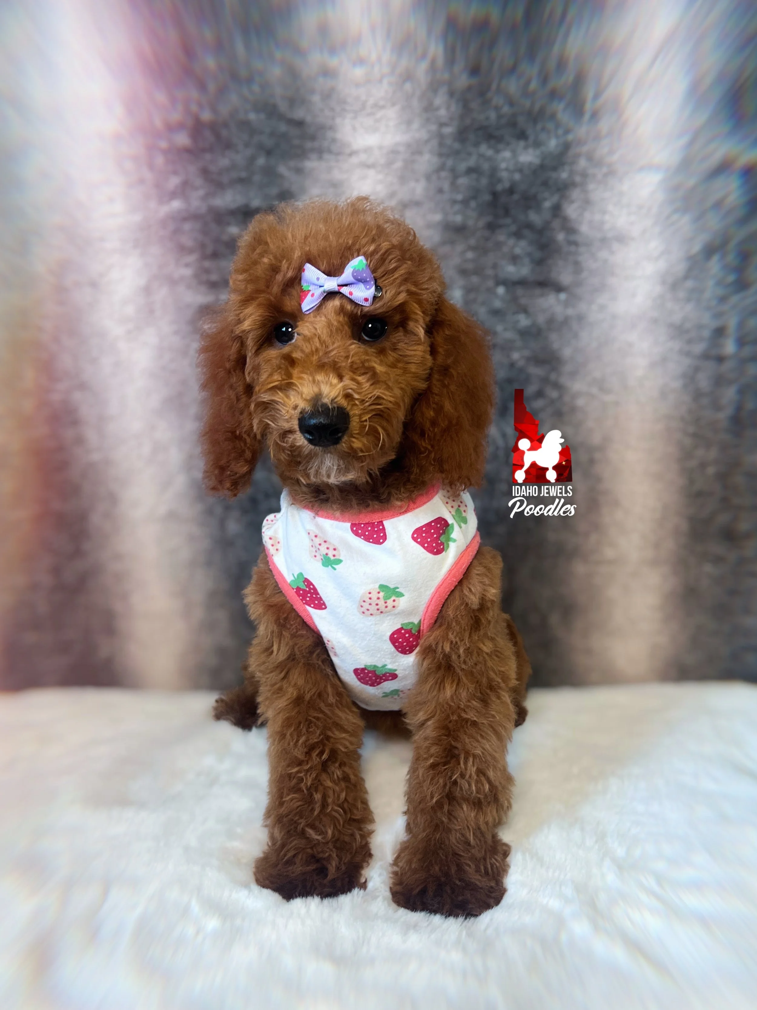 Ava - 16 wks.jpg