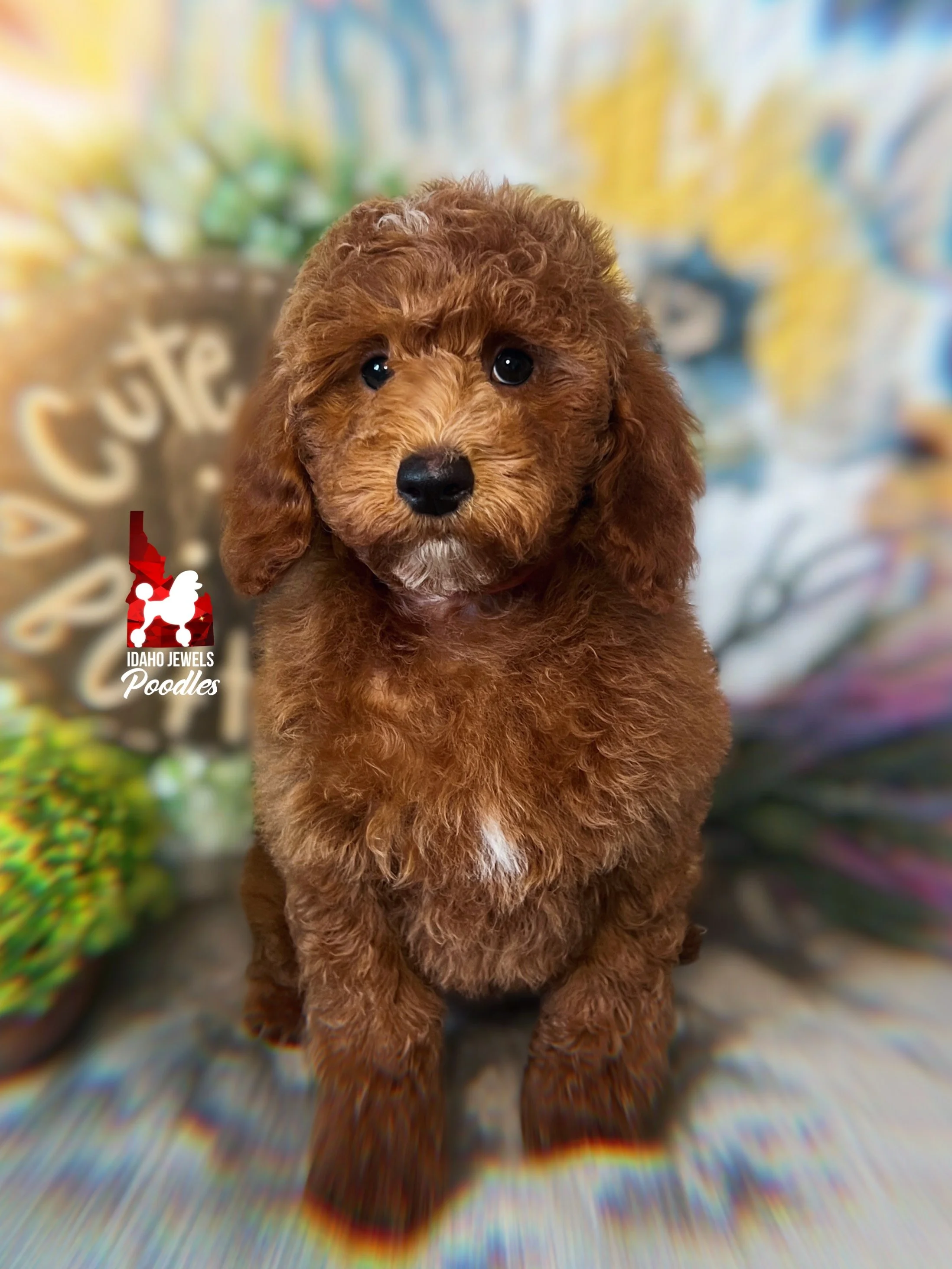 Audrey - 10 wks-2.jpg