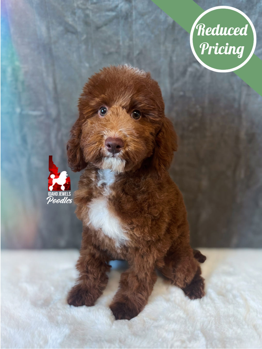 Tommy, Red (Brown, Phantom) Large Mini/Small Moyen Poodle Boy~ Breeder or Pet