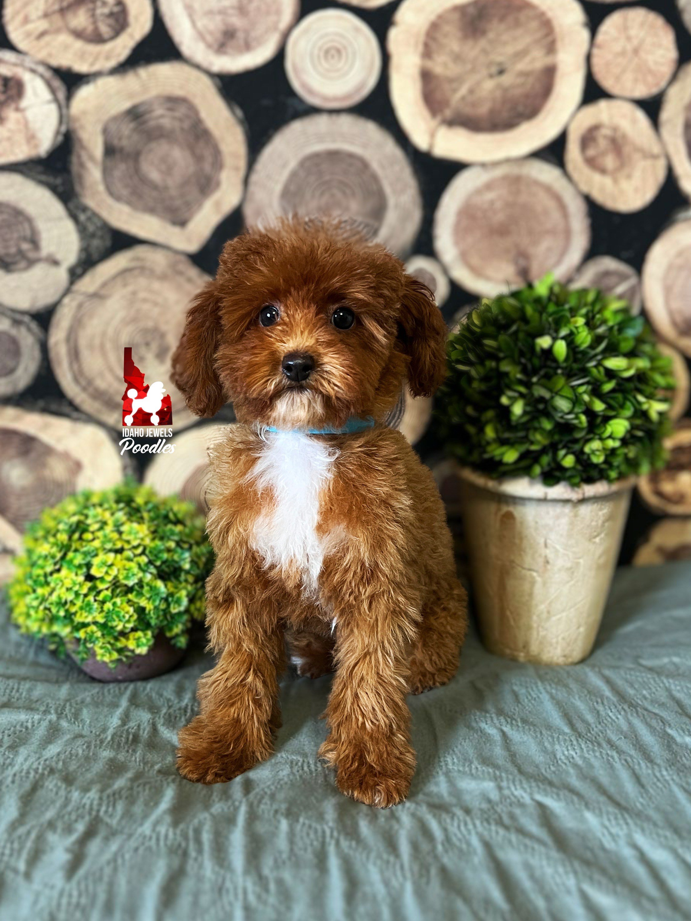 Rocky - 16 wks.jpeg