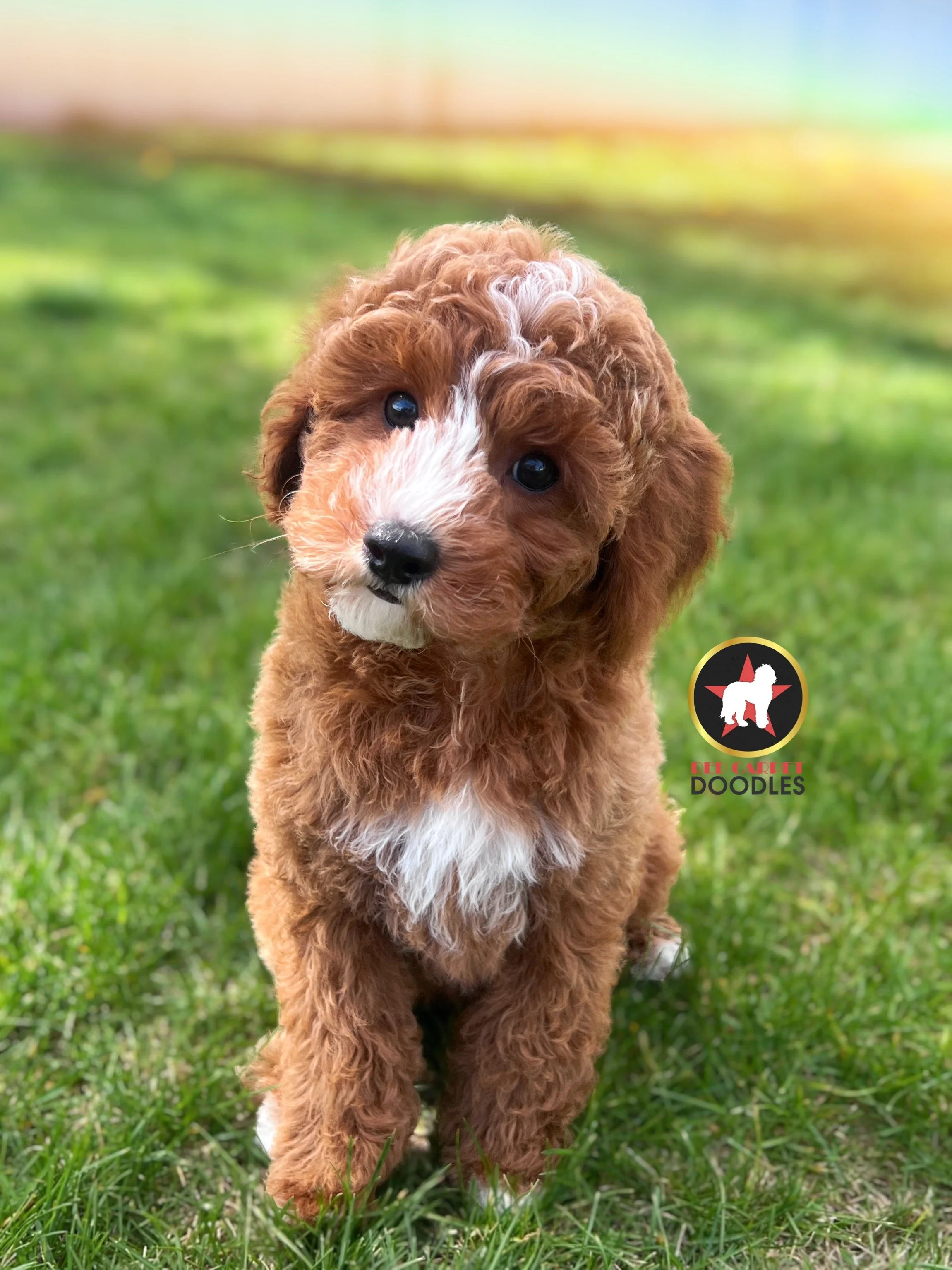 Flint - 10 wks-3.jpg