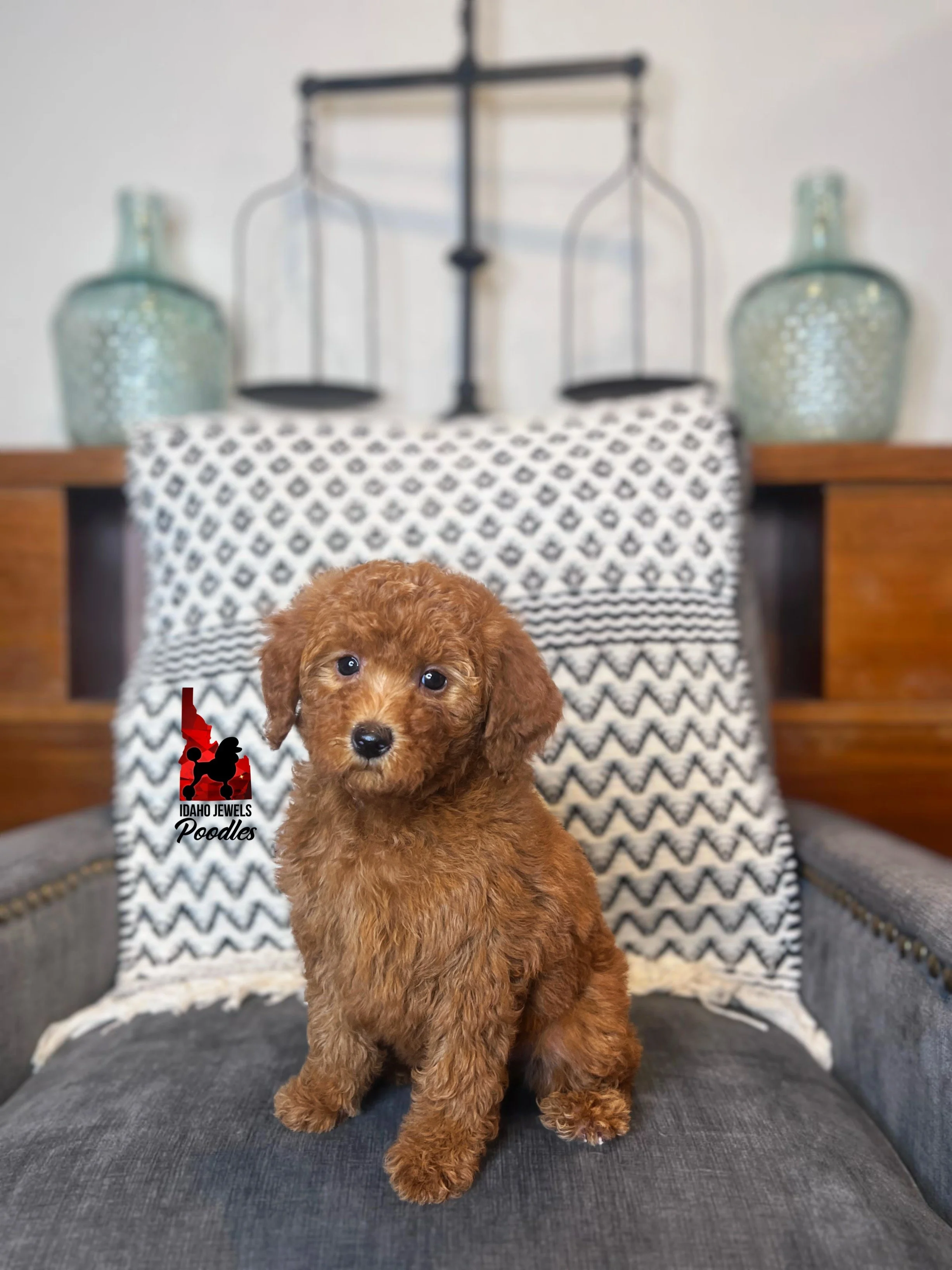 Minnie - 8 wks-1.jpg