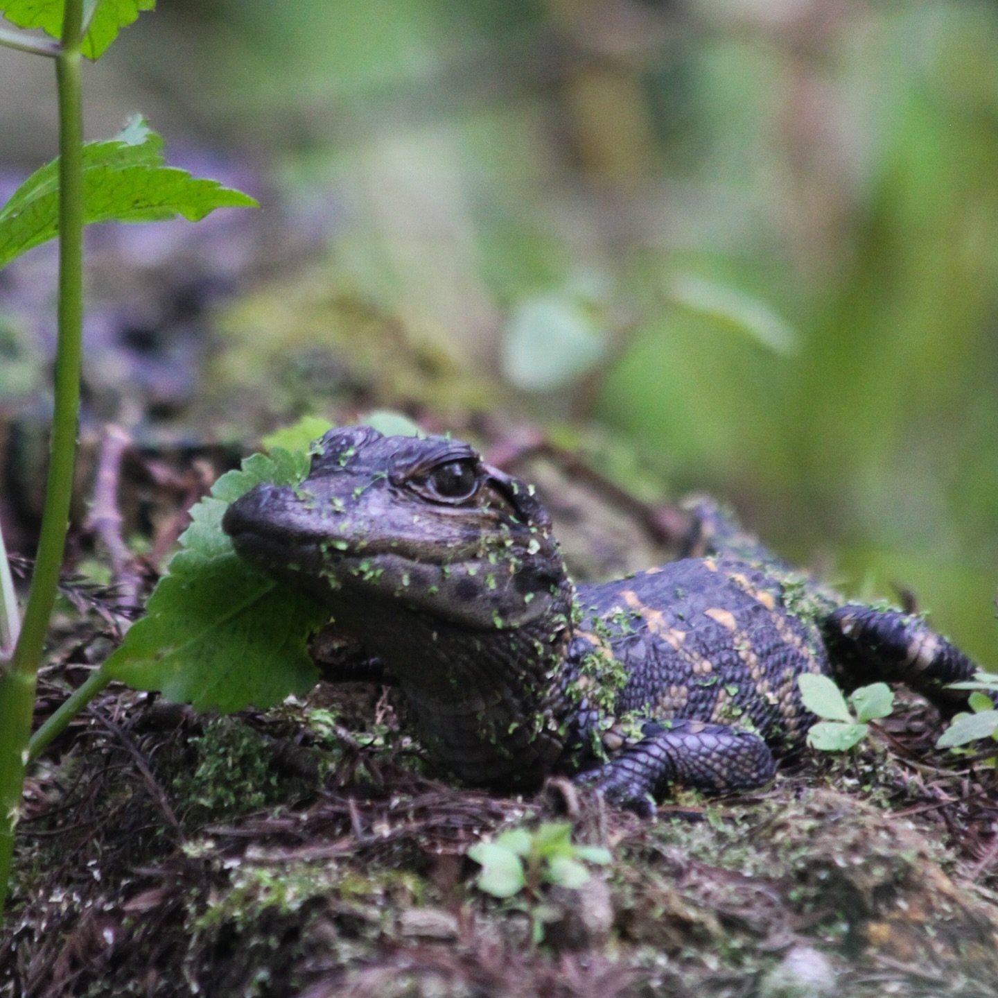 We&rsquo;ve seen so many baby alligators recently 🐊😍 

Silver Springs Clear Kayaking Tour 💎 Book your adventure today, link in bio 🌴 &bull;
&bull;
&bull;
&bull;
&bull;
#visibilityforever #alligator #clearkayaking #wildlife #wildlifetour #florida 