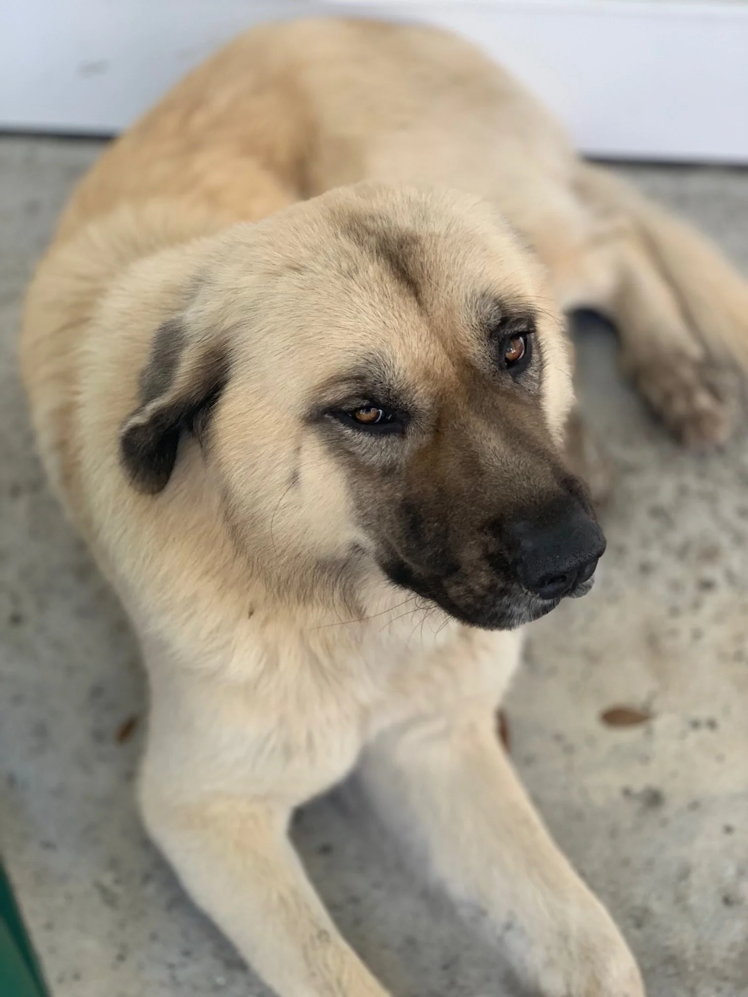 Spread Oak Farm 2 Table | High Quality Grass-Fed Beef | Saint George, GA