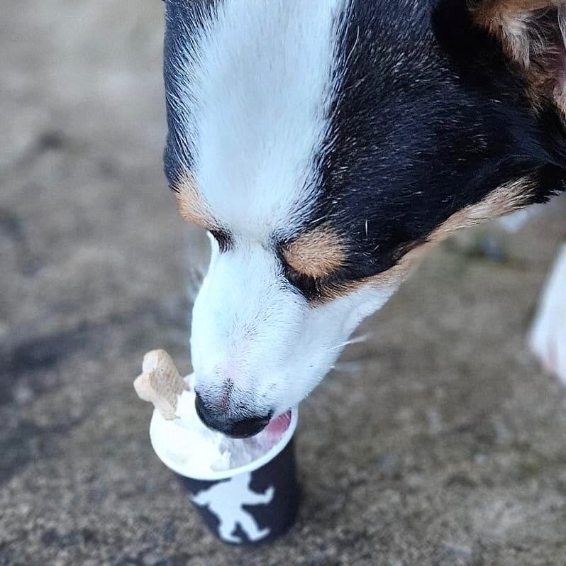 It&rsquo;s a beautiful day in the #PNW perfect for a stroll with your best bud and a pup cup! What are your plans for this weekend to take advantage of the sunshine?

#4evrgrn #wearethepnw #pnwlifestyle #pacificnorthwest #pupcup #pnwsunshine #pnwdogs