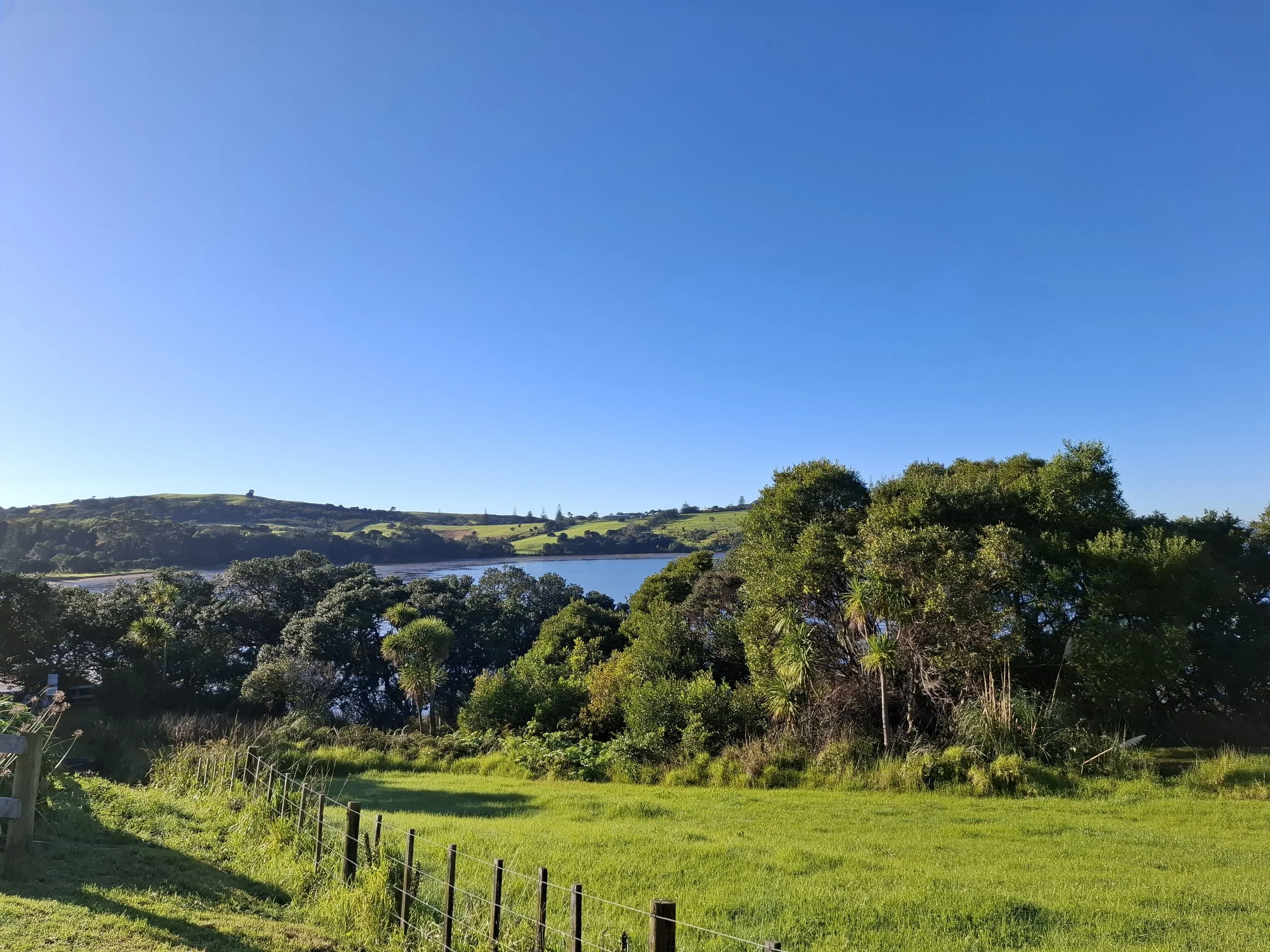 My Backyard