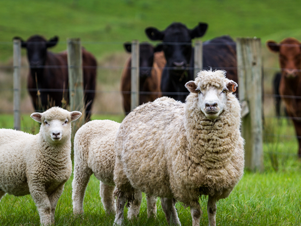 sheep-Beef-article.png
