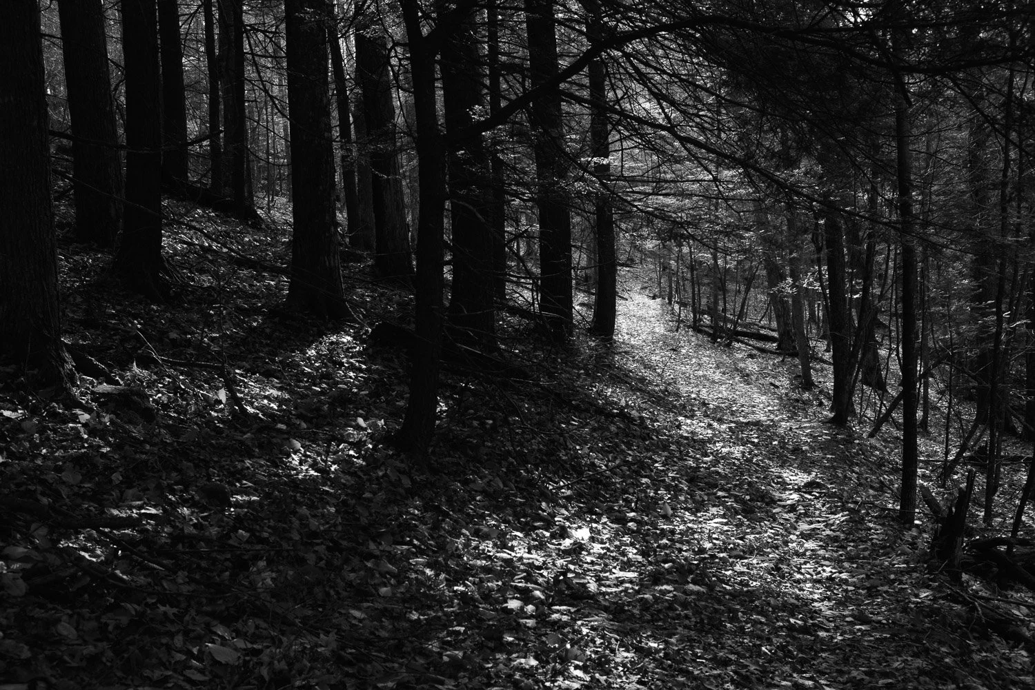 20181104-random-00197-sqslarge.jpg