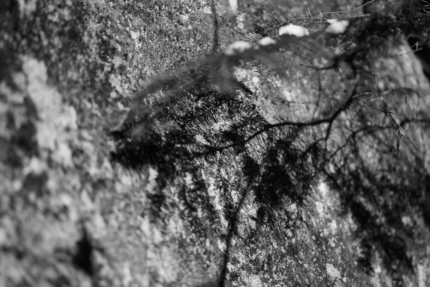 20181111-random-00106-sqslarge.jpg