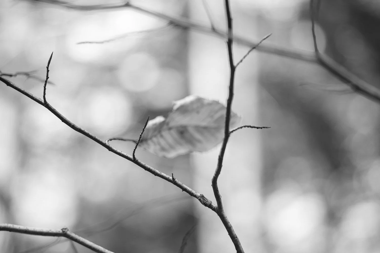 Leaf angle