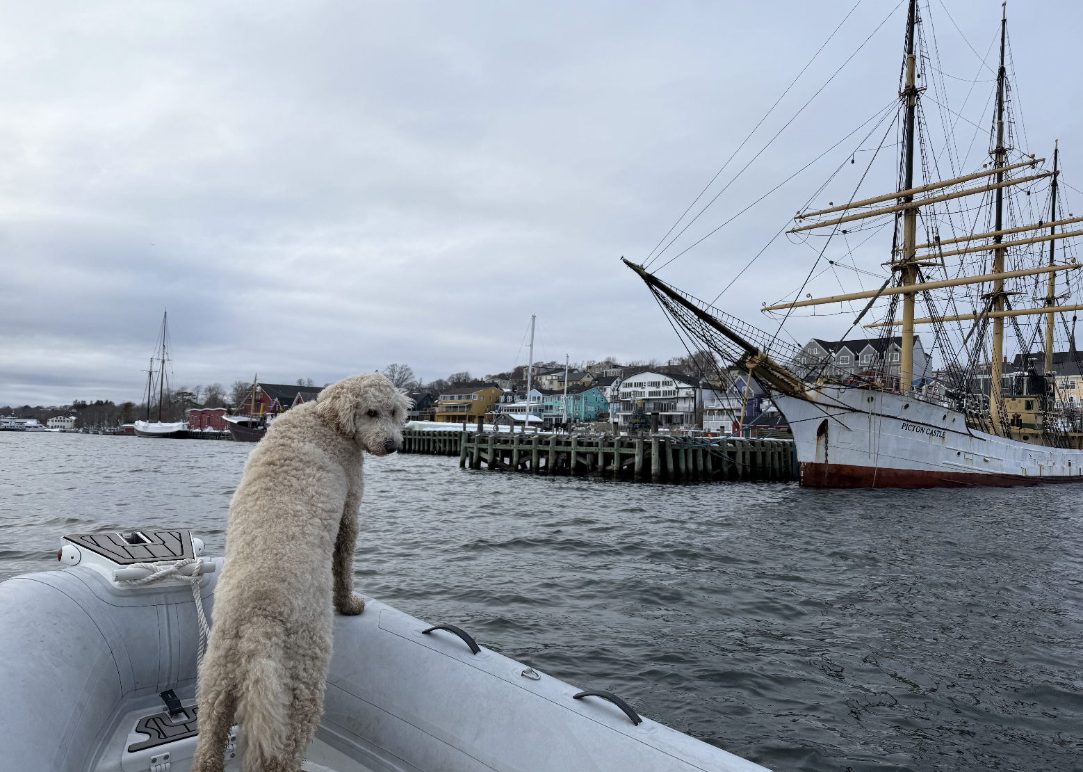 A beige dog standing on a small boat near a harbor with sailboats and colorful houses in the background.