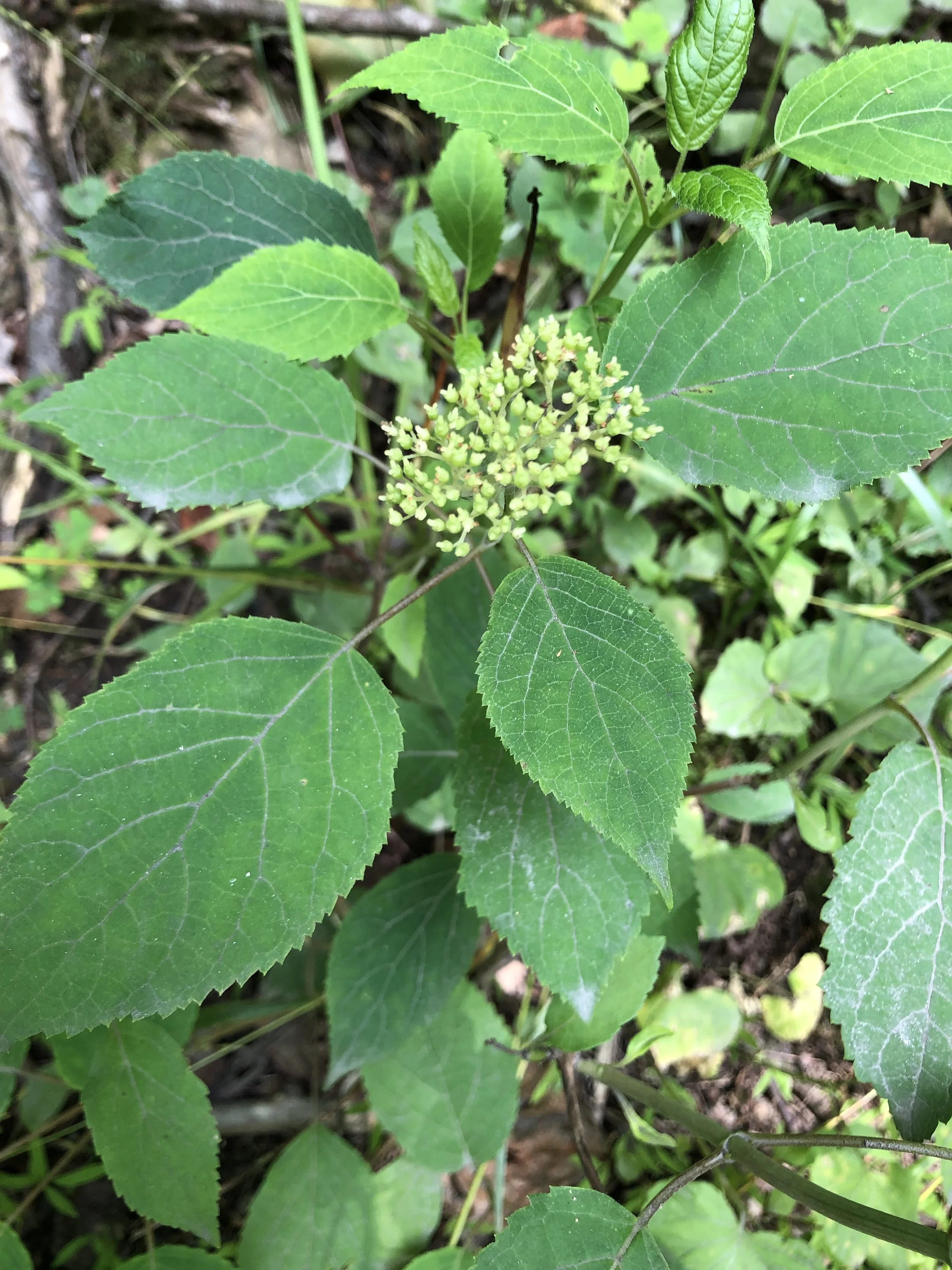 Smooth hydrangea (Hydrangea arborescens)