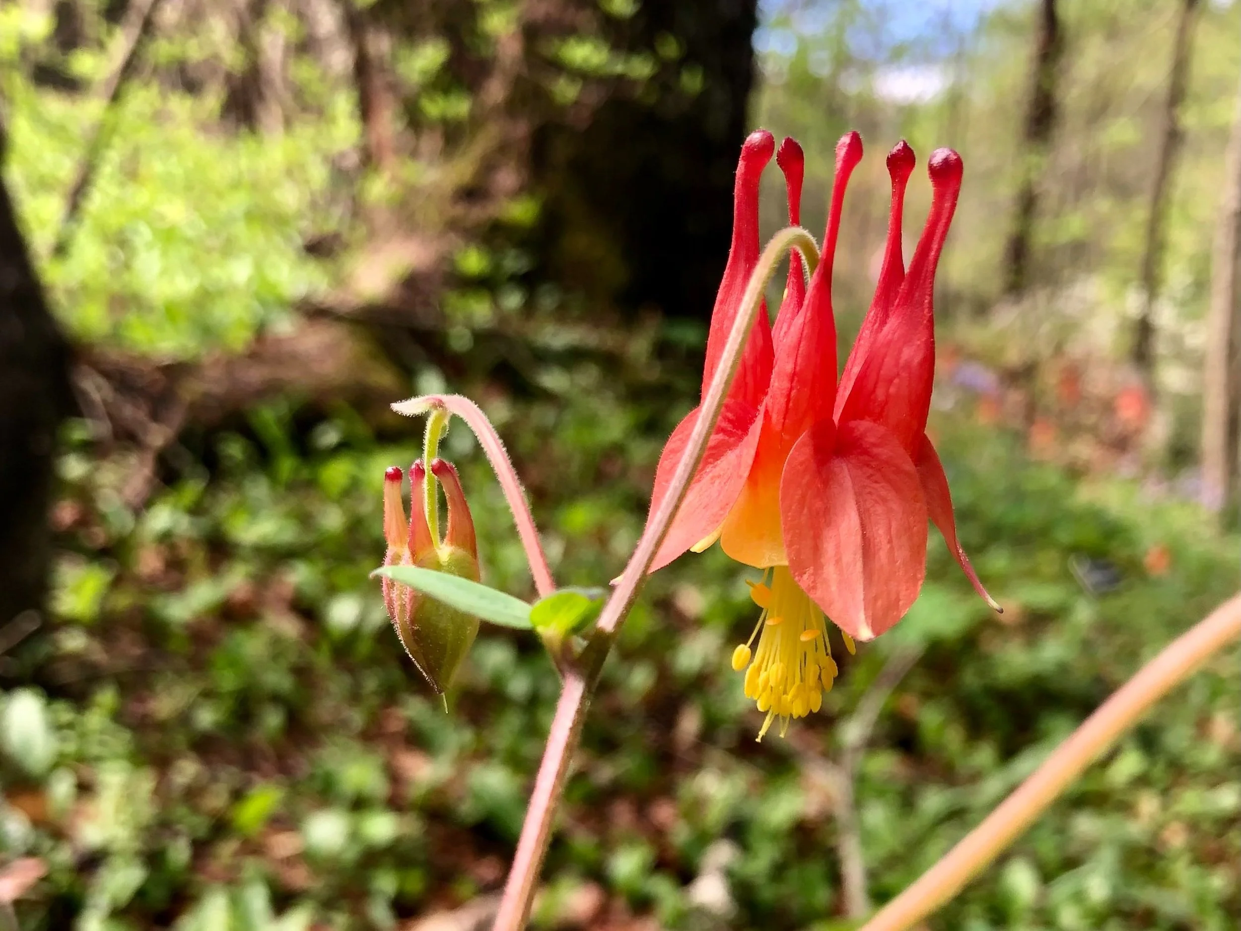 Wild columbine (Aquilegia canadensis)