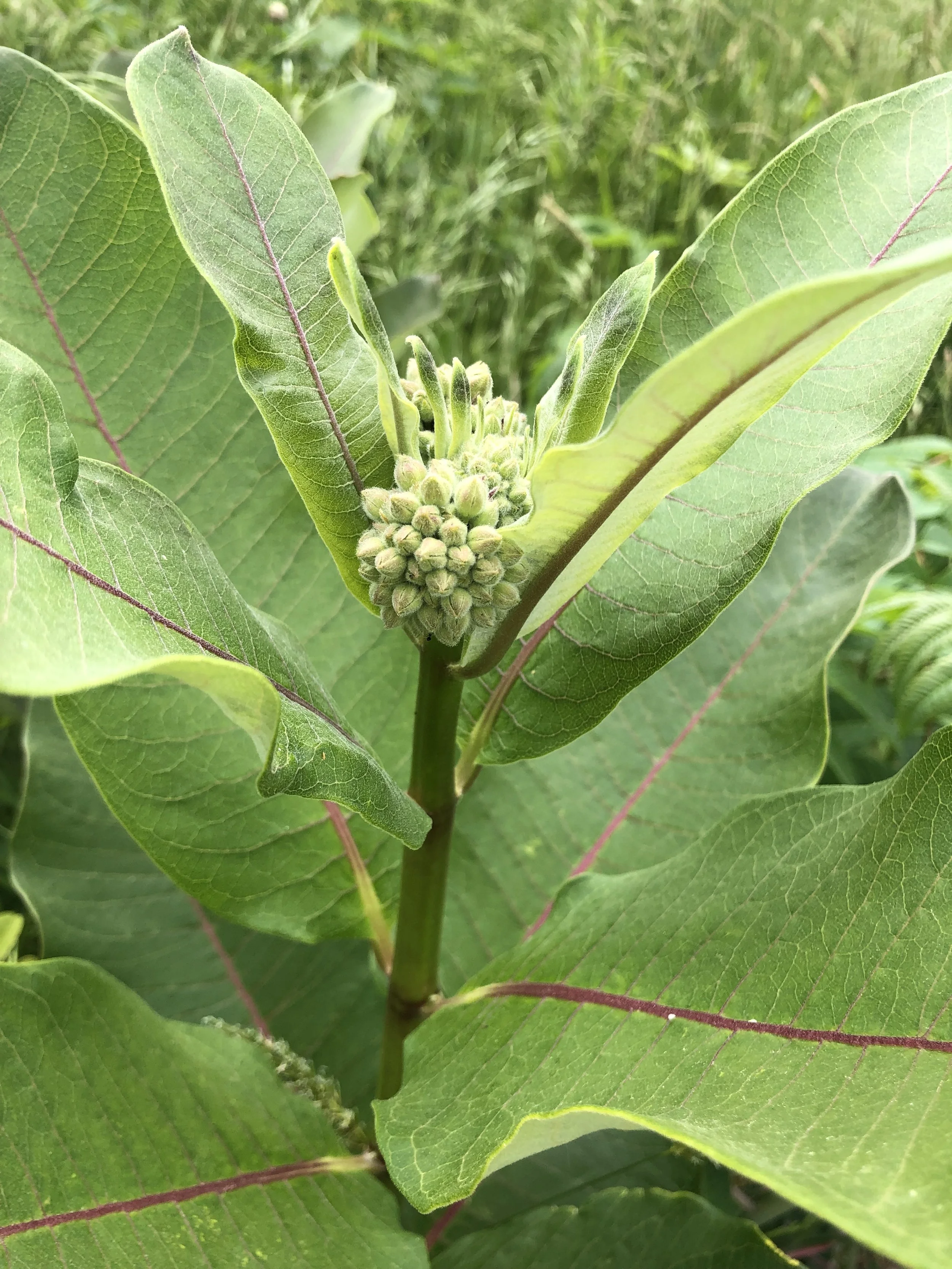 Common milkweed (Asclepias syriaca)