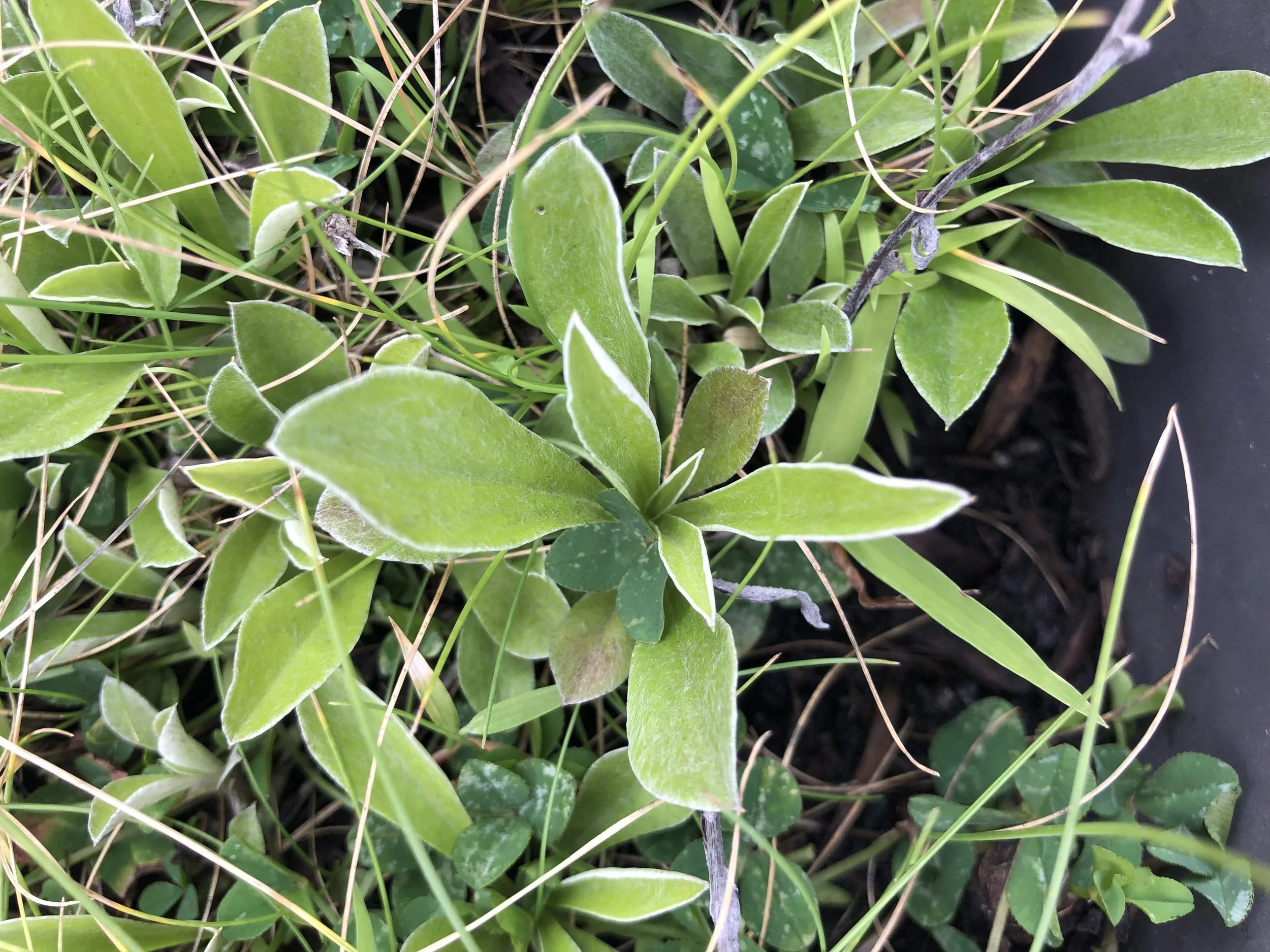 Field pussytoes (Antennaria neglecta)