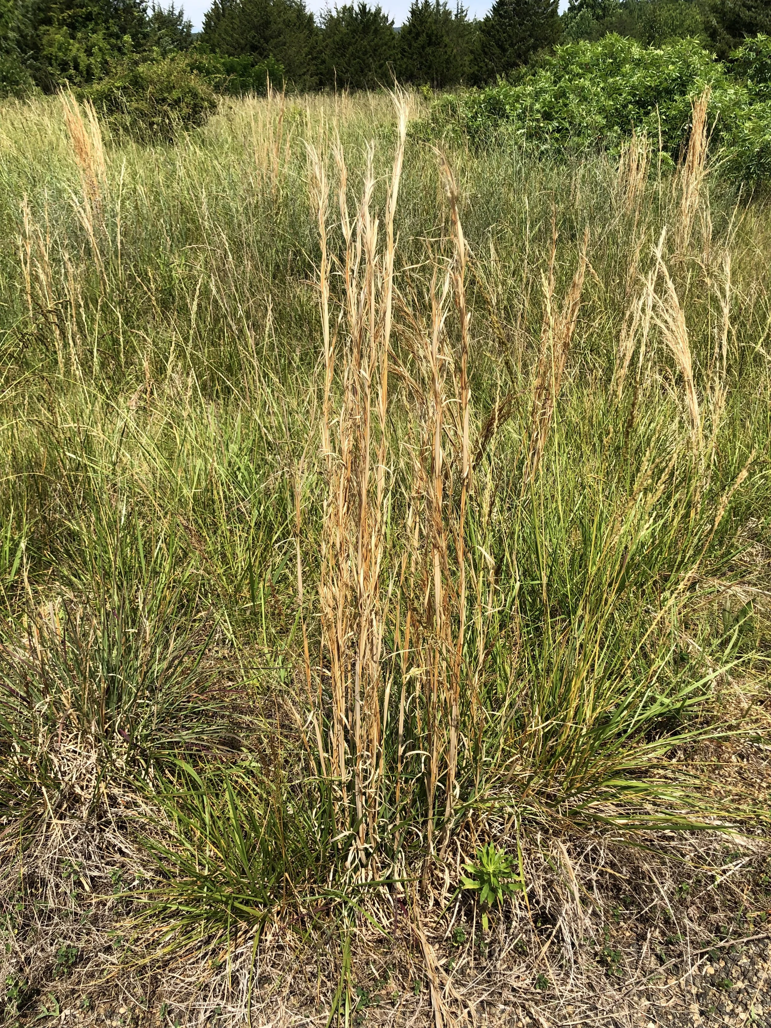 Broomsedge (Andropogon virginicus)