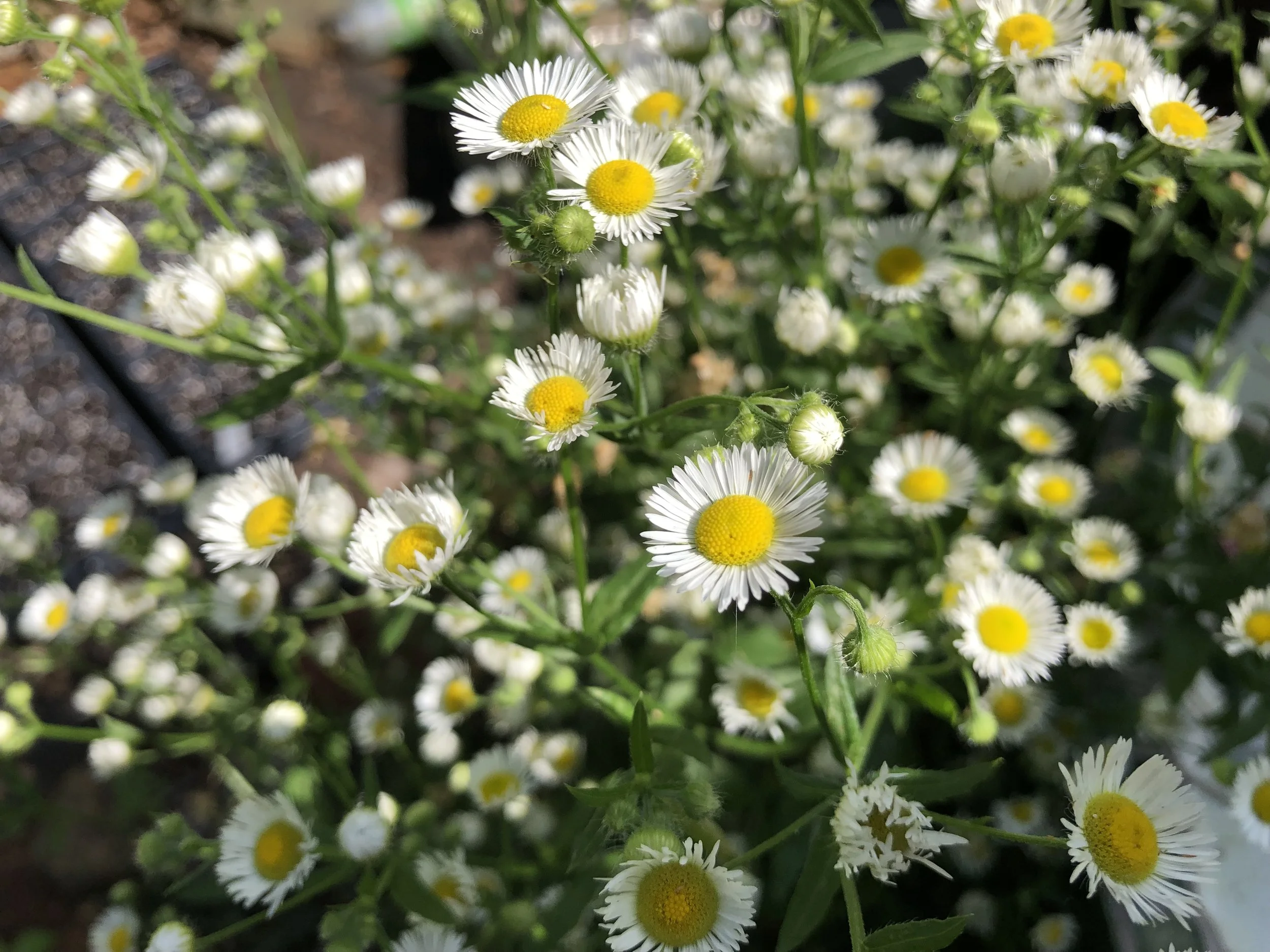 Annual fleabane (Erigeron annuus)