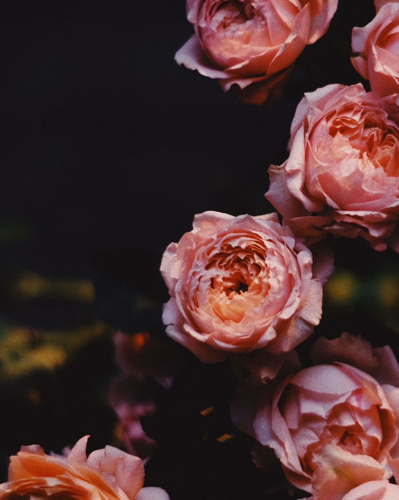 𝒟𝒾𝒹 𝓎ℴ𝓊 𝓀𝓃ℴ𝓌?

🧡𝒞ℴ𝓅𝓅ℯ𝓇 is often associated with 𝔸𝕡𝕙𝕣𝕠𝕕𝕚𝕥𝕖 𝕥𝕙𝕖 𝔾𝕠𝕕𝕕𝕖𝕤𝕤 𝕠𝕗 𝕝𝕠𝕧𝕖 thanks to its own beauty and ancient use in producing mirrors!🪞

𝒞ℴ𝓅𝓅ℯ𝓇 has long been associated with femininity, creativity, and