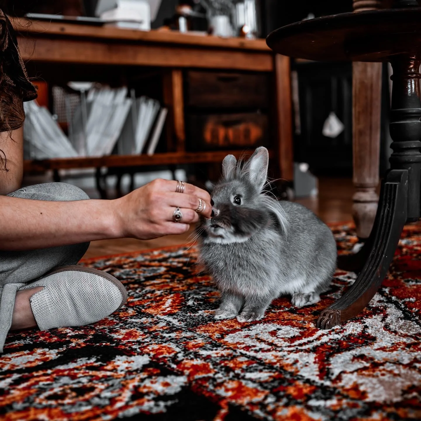 Gin just loves when her fans bring her treats! 🥬🍌🥕 

🩶She can&rsquo;t wait to see you tomorrow!

*𝑟𝑒𝑚𝑖𝑛𝑑𝑒𝑟: 𝑤𝑒&rsquo;𝑟𝑒 𝑛𝑜𝑤 𝑜𝑝𝑒𝑛 𝑢𝑛𝑡𝑖𝑙 6𝑝𝑚 𝑜𝑛 𝑊𝑒𝑑𝑛𝑒𝑠𝑑𝑎𝑦&rsquo;𝑠!

#storepet
#copperandwaxco
#lnknebraska 
#ginth