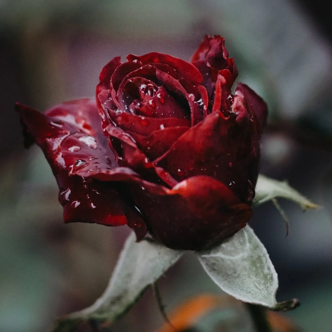 ☁️ 𝓕𝓻𝓪𝓰𝓻𝓪𝓷𝓬𝓮 𝓶𝓪𝓴𝓮𝓼 𝓾𝓼 𝓭𝓻𝓮𝓪𝓶 ☁️ 

-ℱ𝓇𝒶𝓃𝒸ℴ𝒾𝓈 𝒩𝒶𝓇𝓈

#fragrancelover 
#quoteoftheday 
#smellsogood 
#slowdown
#dreambig