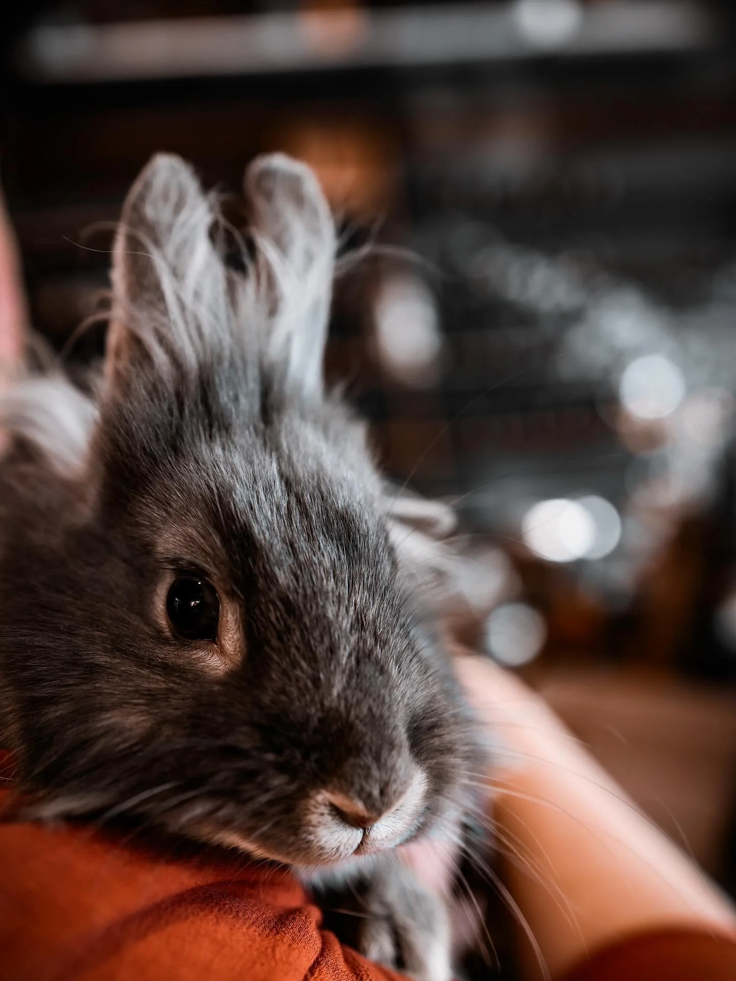 Meet Gin! 🐰 

Not the Easter bunny&hellip;. but our little mascot &amp; boss bun! 

2.5 years old Lionhead/mini Rex ~ likes carrots 🥕 bananas 🍌 and spinach 🥬 

✨Spoiled with love, stroller rides and pets from her fans! 

💟Gets the zoomies every 