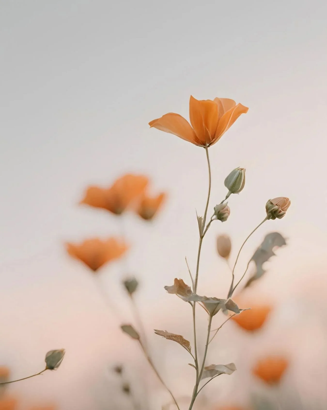 Take a deep breath in 🧡

Let it go 🪷

#tinymomentsofselfcare 
#breathe 
#wednesdaywisdom
#balance
#stillnesswithin