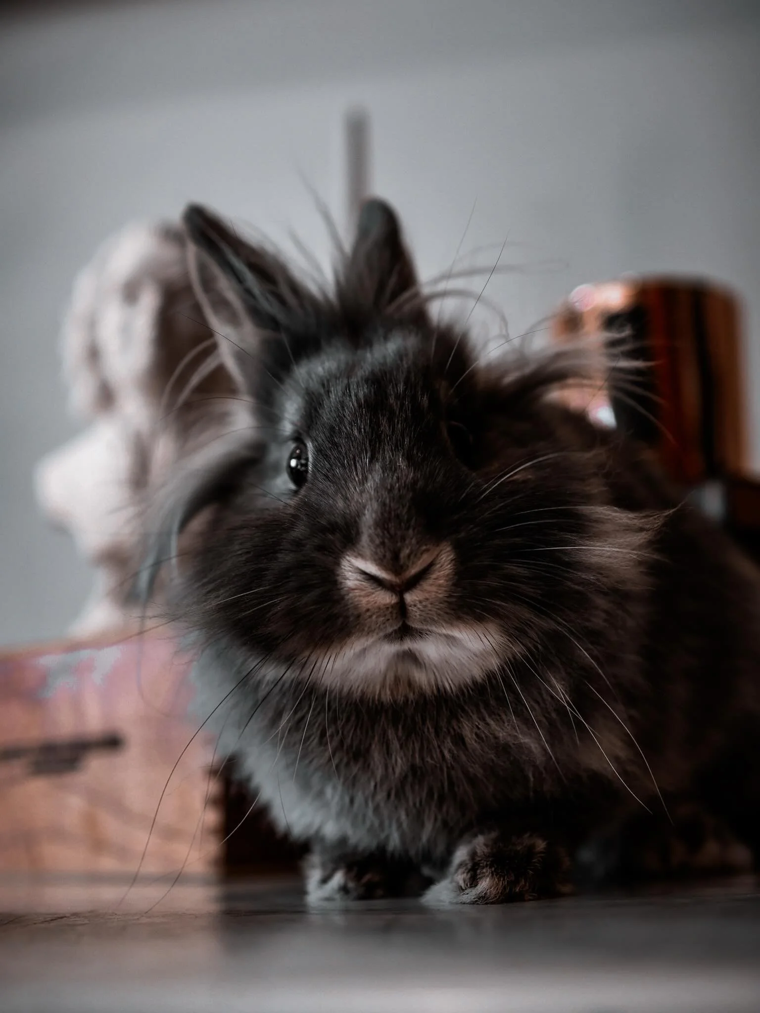 🐰Gin was upset she couldn&rsquo;t make it to Junkstock this season but she&rsquo;s looking forward to seeing you next Friday, May 15th for the first Uni Place NIGHT Market of the year! 

6-10pm along Saint Paul Avenue 💟

We&rsquo;ll be open LATE! ✨