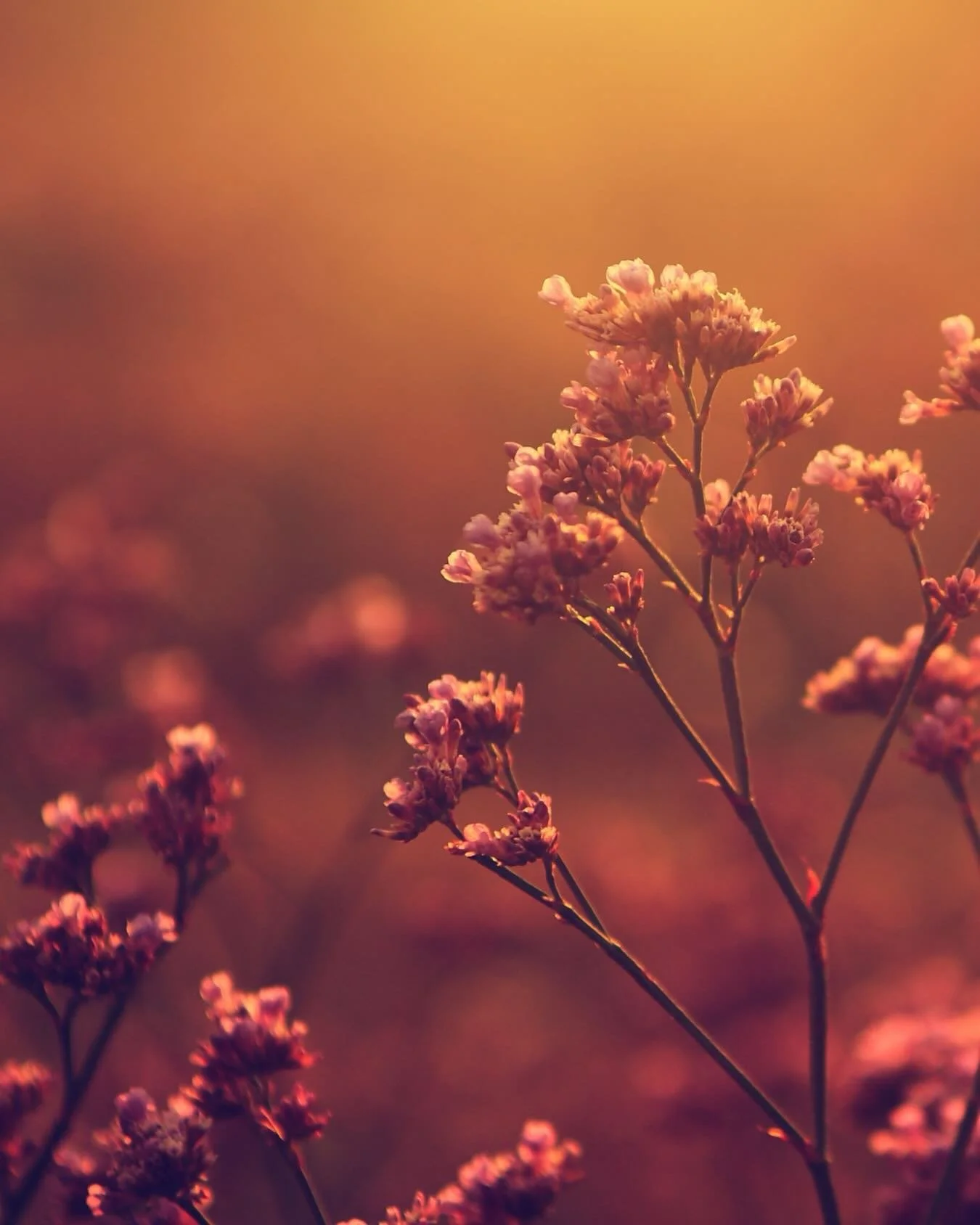 🌸 &ldquo;𝑃𝑒𝑟𝑓𝑢𝑚𝑒 𝑖𝑠 𝑚𝑎𝑔𝑖𝑐. 𝐼𝑡&rsquo;𝑠 𝑚𝑦𝑠𝑡𝑒𝑟𝑦. 𝑊𝑒 𝑟𝑒𝑐𝑟𝑒𝑎𝑡𝑒 𝑡ℎ𝑒 𝑠𝑚𝑒𝑙𝑙 𝑜𝑓 𝑎 𝑓𝑙𝑜𝑤𝑒𝑟. 𝑂𝑓 𝑤𝑜𝑜𝑑. 𝑂𝑓 𝑔𝑟𝑎𝑠𝑠. 𝑊𝑒 𝑐𝑎𝑝𝑡𝑢𝑟𝑒 𝑡ℎ𝑒 𝑒𝑠𝑠𝑒𝑛𝑐𝑒 𝑜𝑓 𝑙𝑖𝑓𝑒, 𝑙𝑖𝑞𝑢𝑖𝑓𝑦 𝑖𝑡. 𝑊𝑒 𝑠?