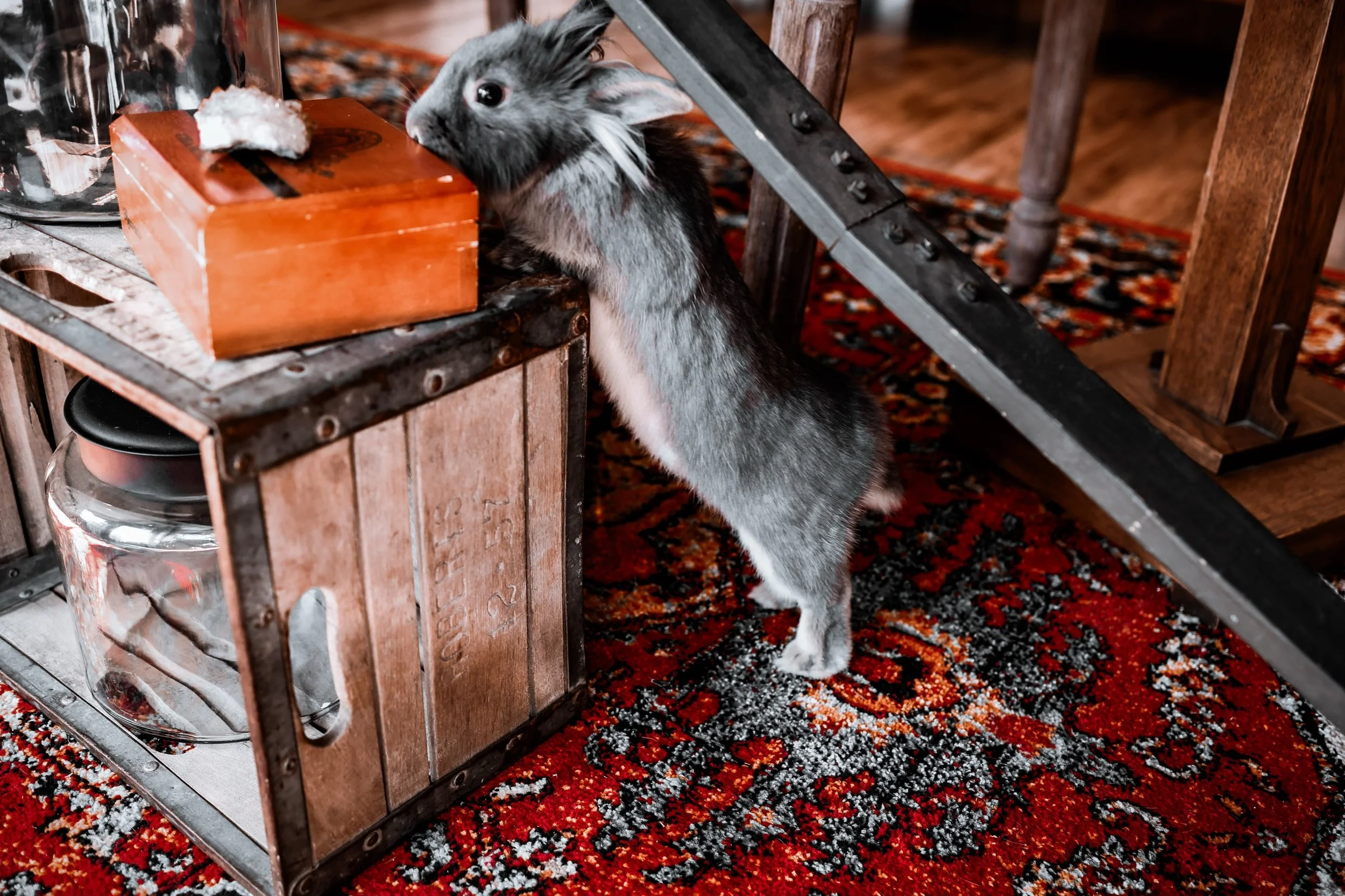 🐇Our little sidekick- Gin! 

Curious and loving and oh so cute! Our mascot 🧡s to welcome new customers and gets rowdy if she&rsquo;s not given the attention she thinks she deserves. 

#storepets
#bunniesofig 
#petrabbit 
#lnknebraska 
#loveher