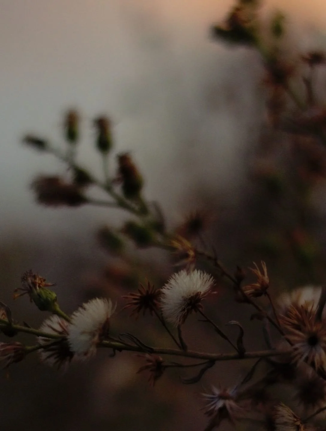 🍂&ldquo;ℐ𝓃 𝓉𝒽ℯ 𝒽𝓊𝓈𝒽 ℴ𝒻 𝒪𝒸𝓉ℴ𝒷ℯ𝓇, 𝓉𝒽ℯ 𝓌ℴ𝓇𝓁𝒹 𝒽ℴ𝓁𝒹𝓈 𝒾𝓉𝓈 𝒷𝓇ℯ𝒶𝓉𝒽 𝒾𝓃 𝒸ℴ𝓁ℴ𝓇.&rdquo; -𝒜𝓊𝓇ℯ𝓁𝒾𝒶 ℒ.