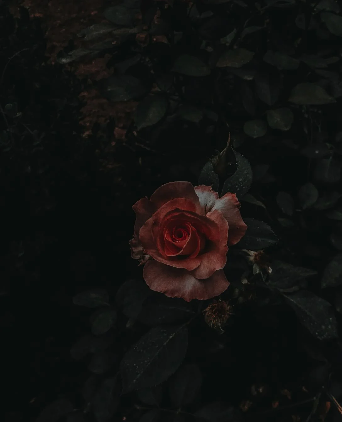🥀Scent softens space - triggering a calming response, an innate clearing tool that supports mental clarity and emotional reset. 

Next time you&rsquo;re upset or anxious - stop, smell a rose, or coffee beans, or favorite candle and pause. ☺️