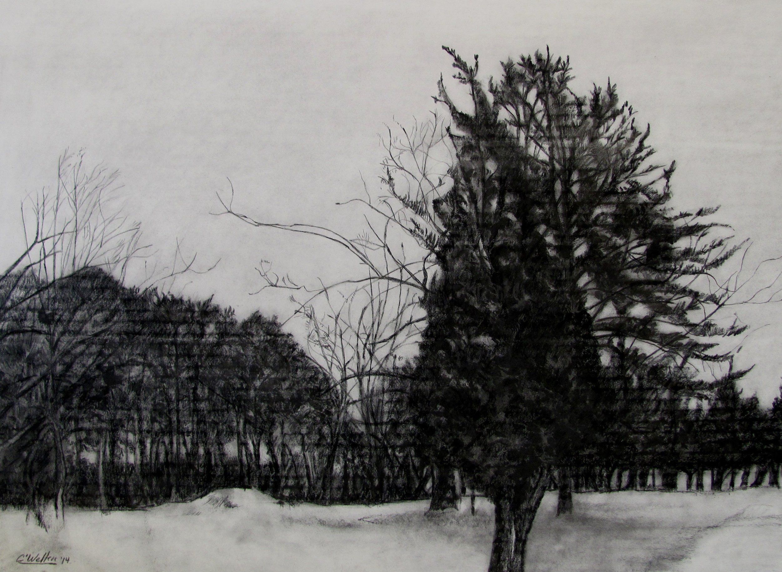 Treeline (2014) Drawings on Paper (18"x 24")