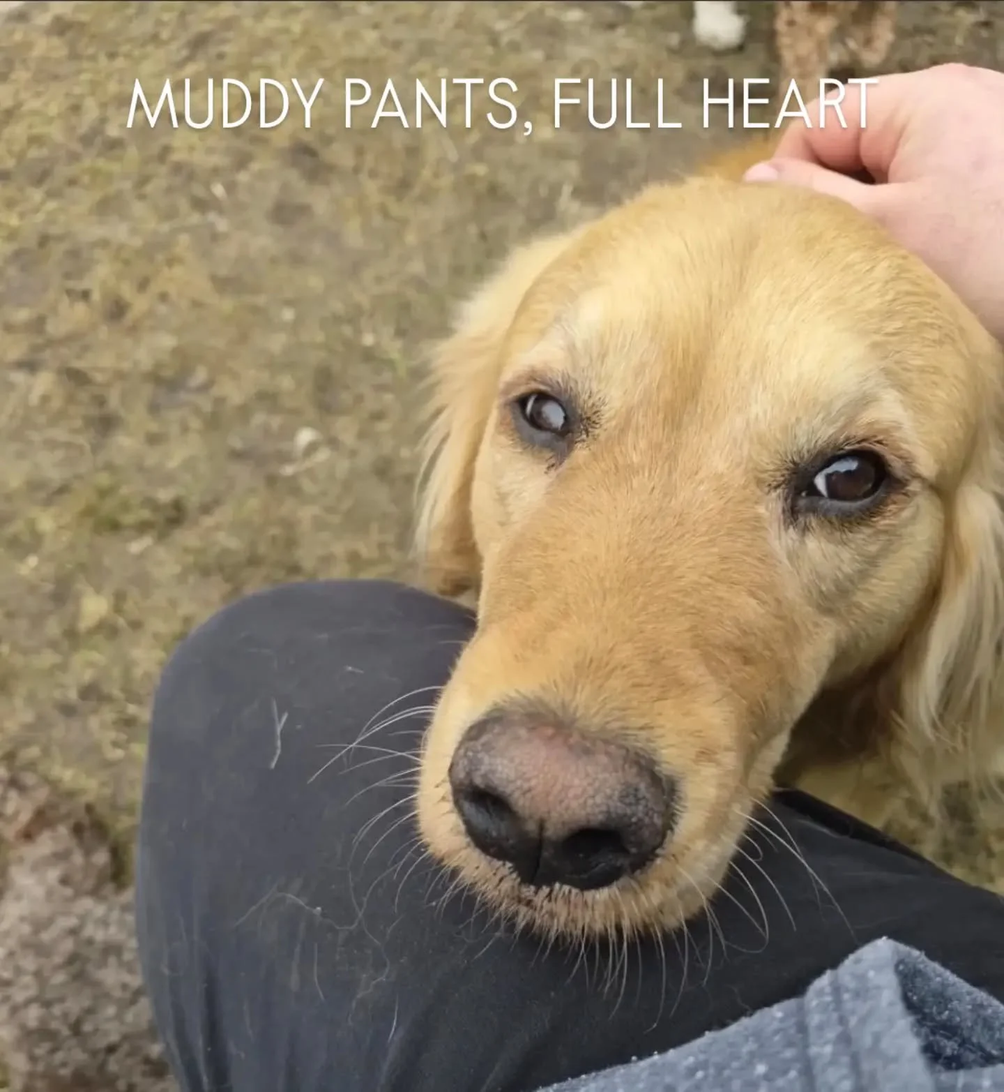 Muddy pants, dog hair everywhere, a golden using my leg as a pillow. This is Monday morning and honestly I'll take it.

I took a real break this weekend. No work, no planning, no pushing through. Just rest. And I came back today feeling a little more