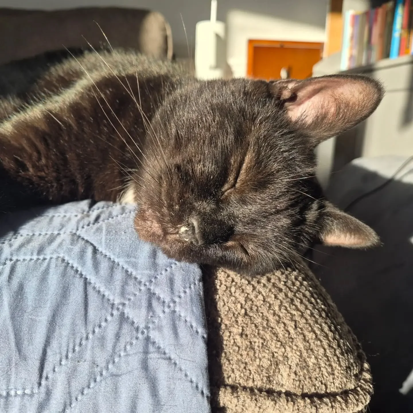 Day 4 of not feeling well. This morning is the best so far &mdash; but not by much.

The loud voice in my head says I'm feeling better, so I should push. Get things done. Make up for lost time.

The quieter voice says do what feels okay. But also res