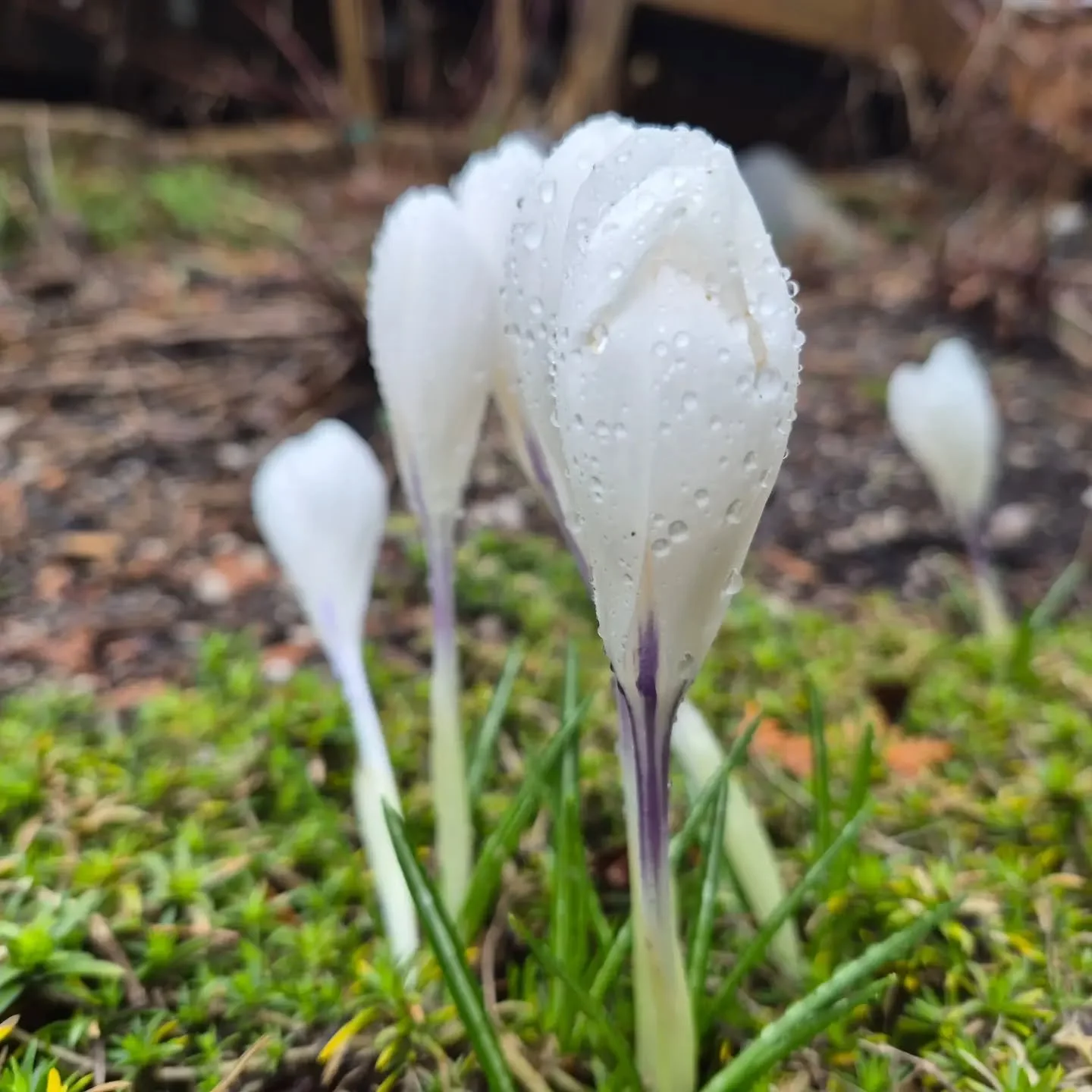 This week had a flooded basement, a few stressful appointments, and more than a few moments where I had to practise what I preach.

And yet.

Keith and I worked as a team through all of it. My crocuses are blooming outside my window, which means spri