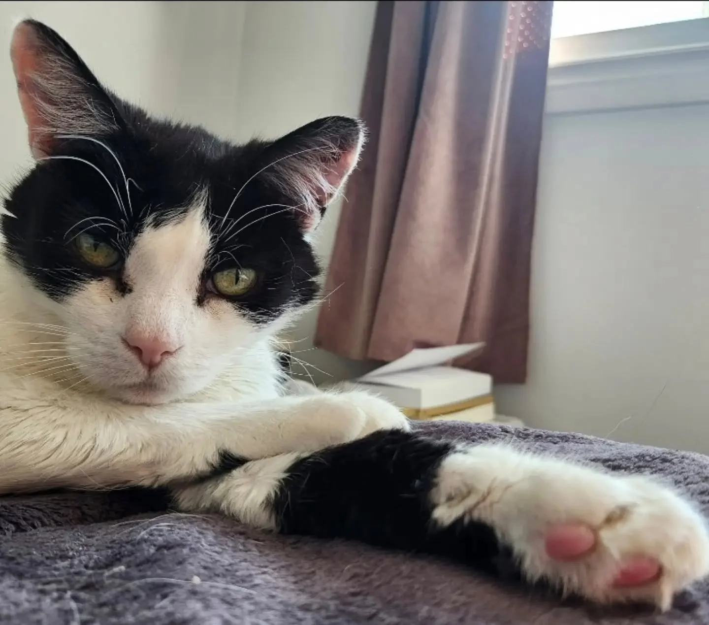 Yesterday we said goodbye to our Gus. 🌈 

He&rsquo;d been very sick, and over the last few weeks we did everything we could to keep him comfortable and let him tell us what he needed. On Thursday morning it became clear his body was tired, and lovin