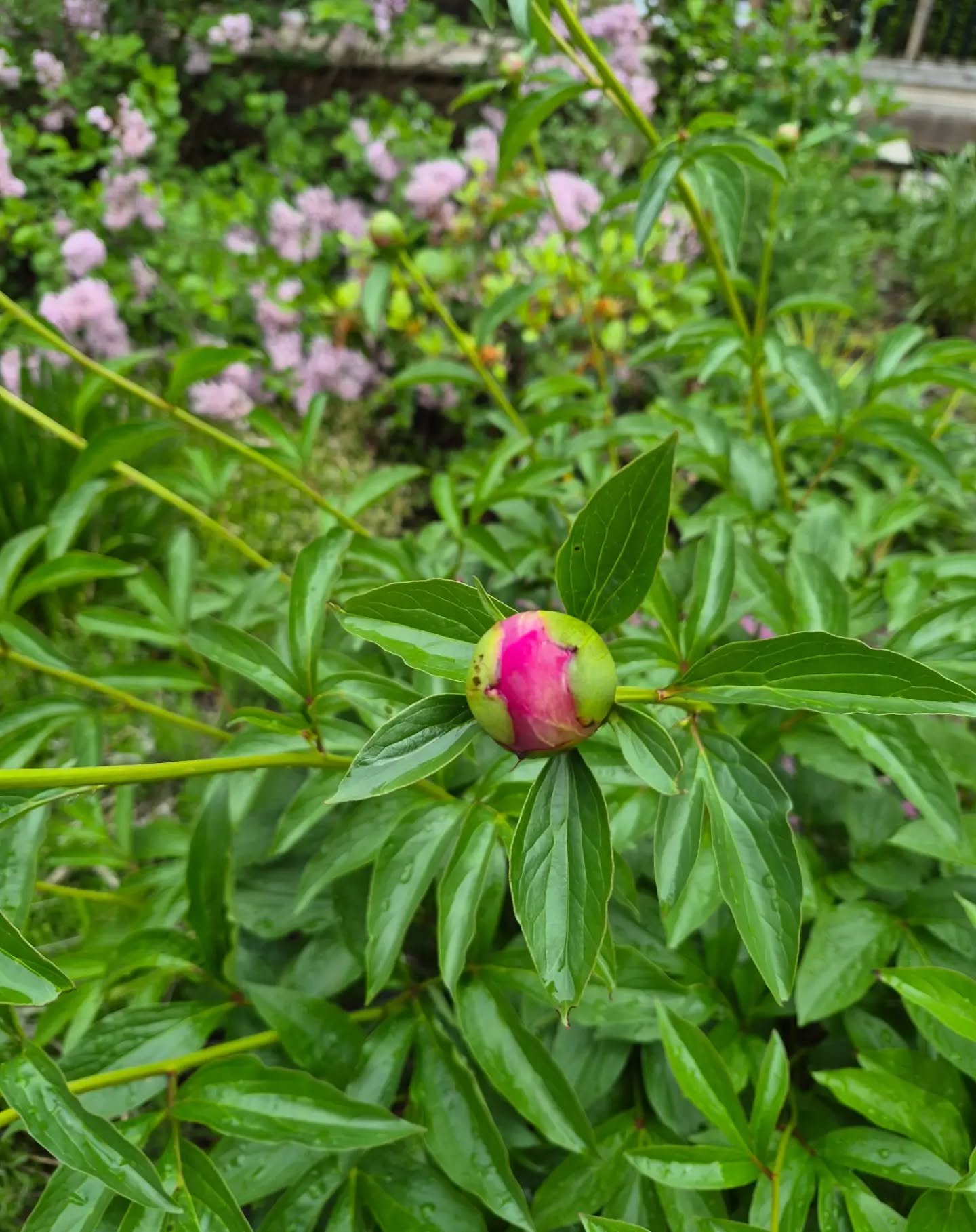 I took this photo of our peony this morning.

The lilacs behind it are already in full bloom. The peony is still tightly budded, but I know in the next few days it's going to explode with colour.

It reminded me of how I've been feeling lately.

I'm 