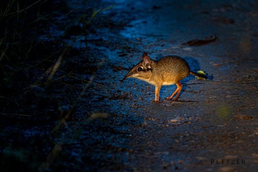 SENGI BLUE