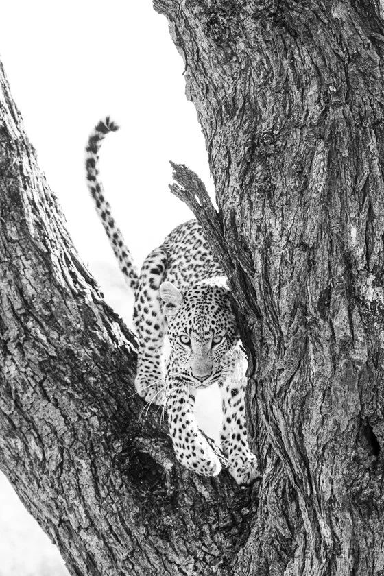 LEOPARD FORK