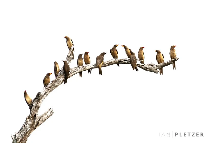 OXPECKER BRANCH