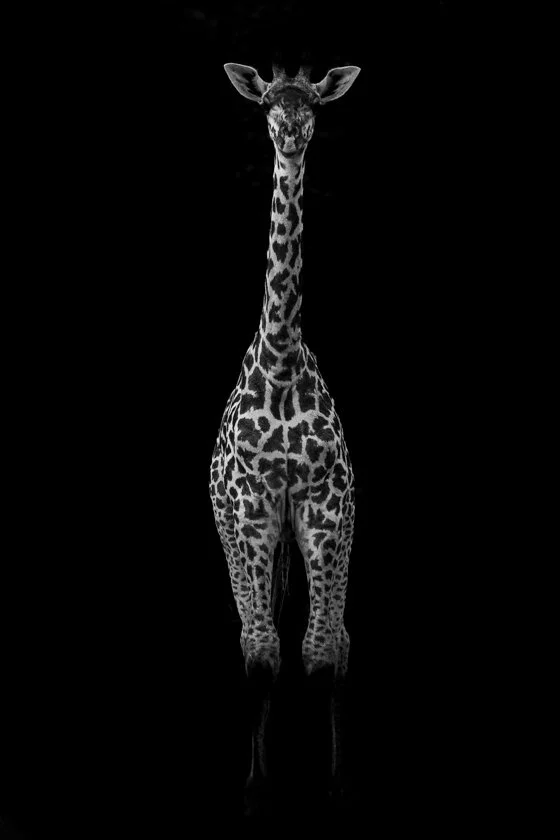 LK GIRAFFE